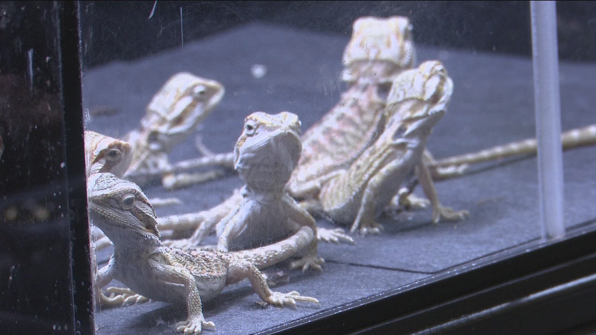 From geckos and tarantulas to African Pigmy Door Mice, there is something for every fan of unusual pets at the monthly Toledo Reptile Show.