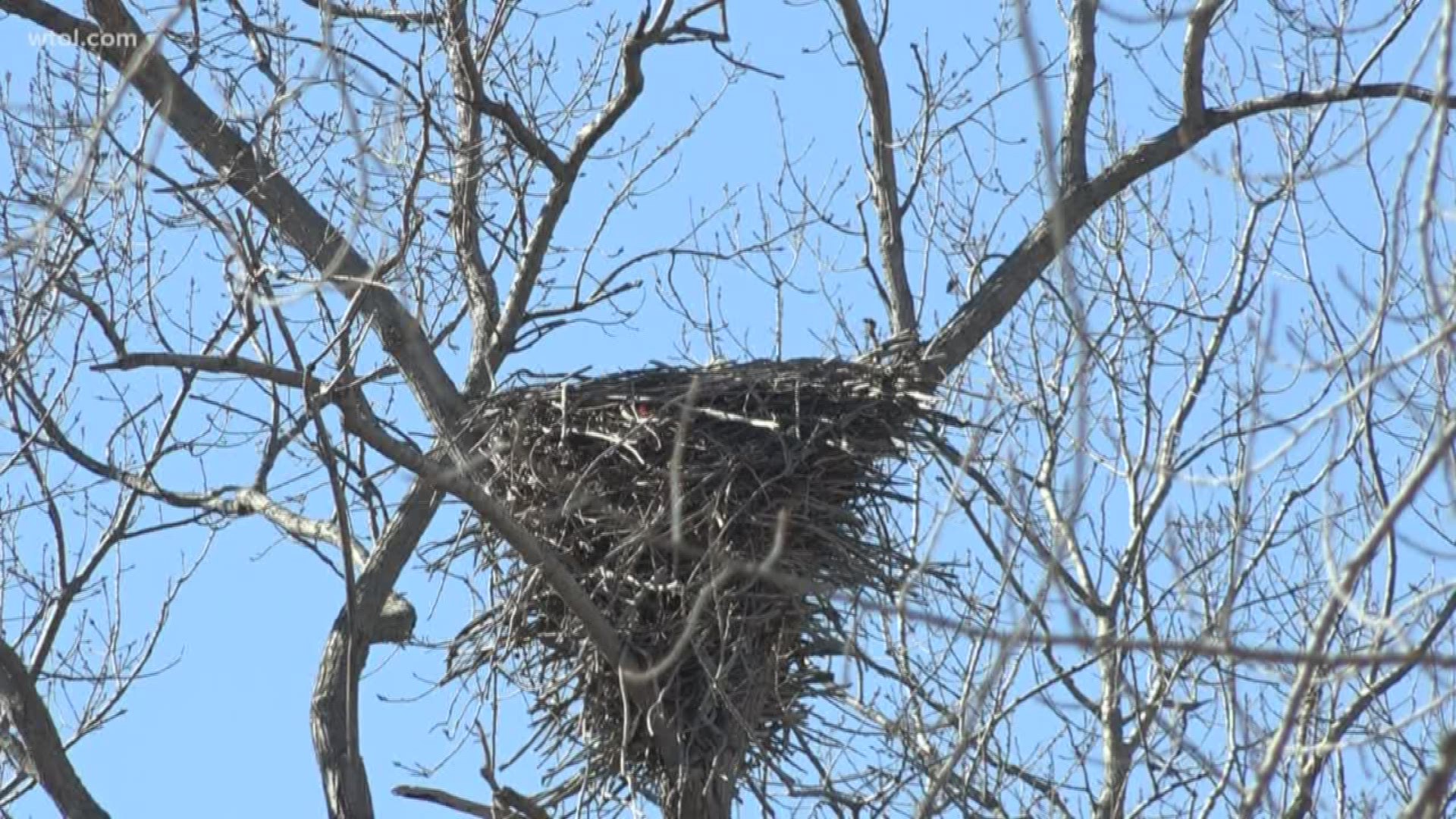ODNR is asking for help from the public to track every bald eagle in the state