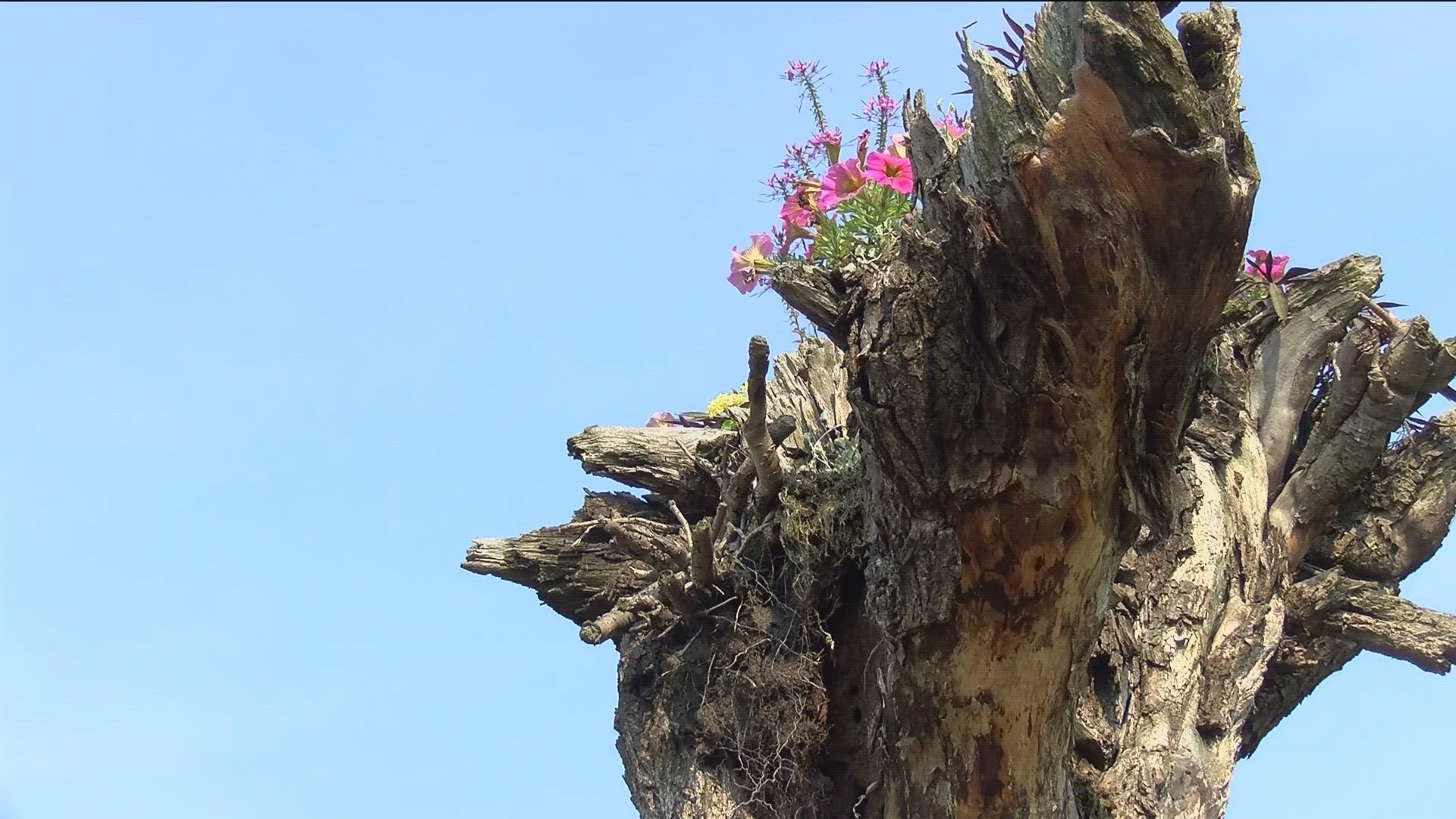 The west Toledo Metropark won the 2023 Landscape Design challenge, utilizing upside-down trees in their colorful design.