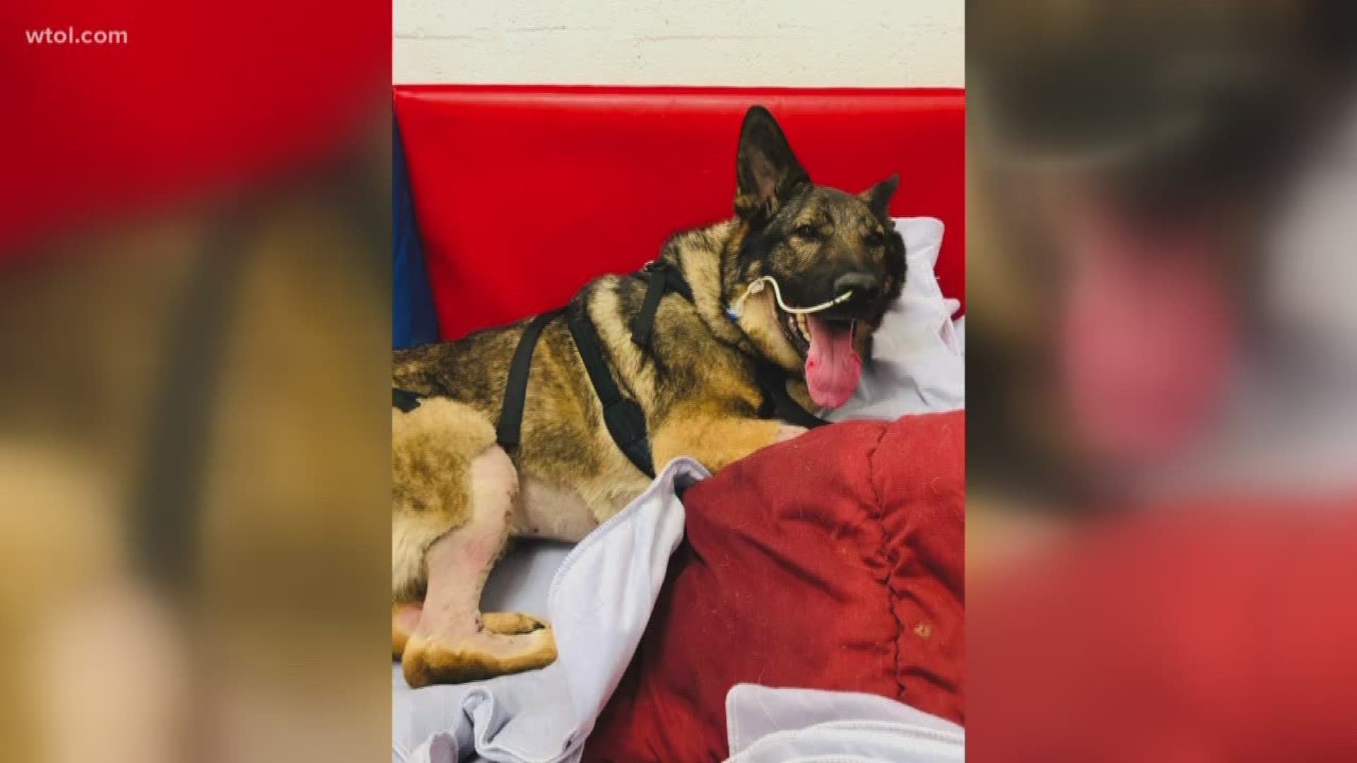 Zeus was almost put down by staff at Ohio State Medical Center, after suffering from bleeding around his heart and multiple seizures