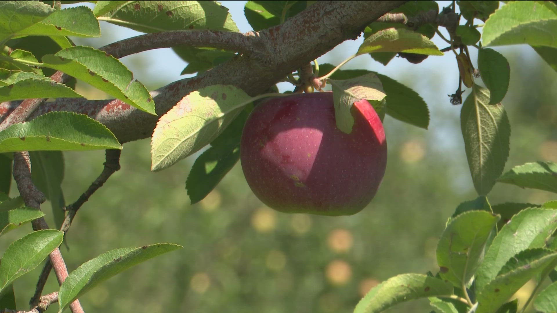 The concern for certain popular fall crops — apples and pumpkins — can be put to rest as farmers at two local orchards say they benefitted from the lack of rain.