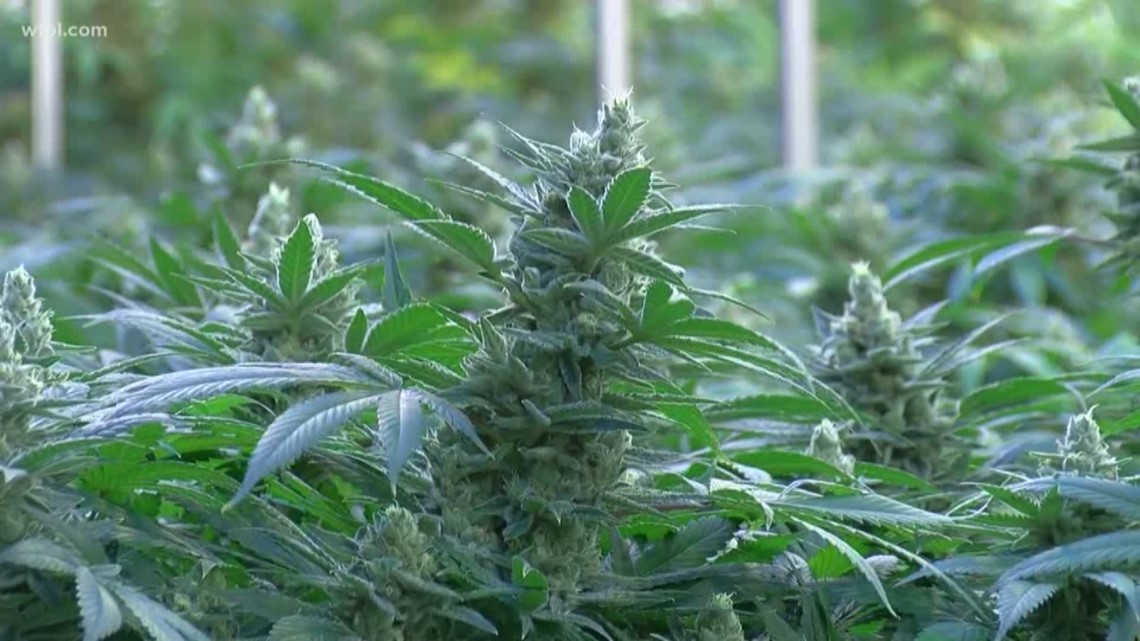 Election news: Legalized marijuana ballot measure in Ohio - Vimarsana News