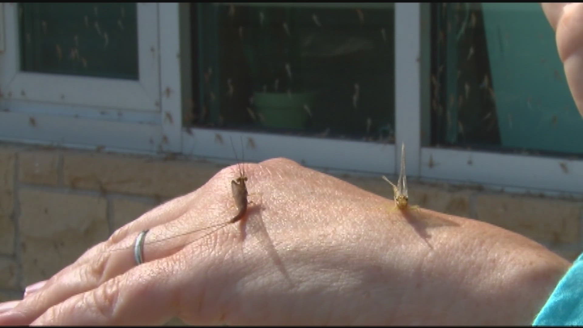 Dr. Bill Hintz, associate professor for UToledo's Department of Environmental Science, says mayflies play an important role in the health of our water.