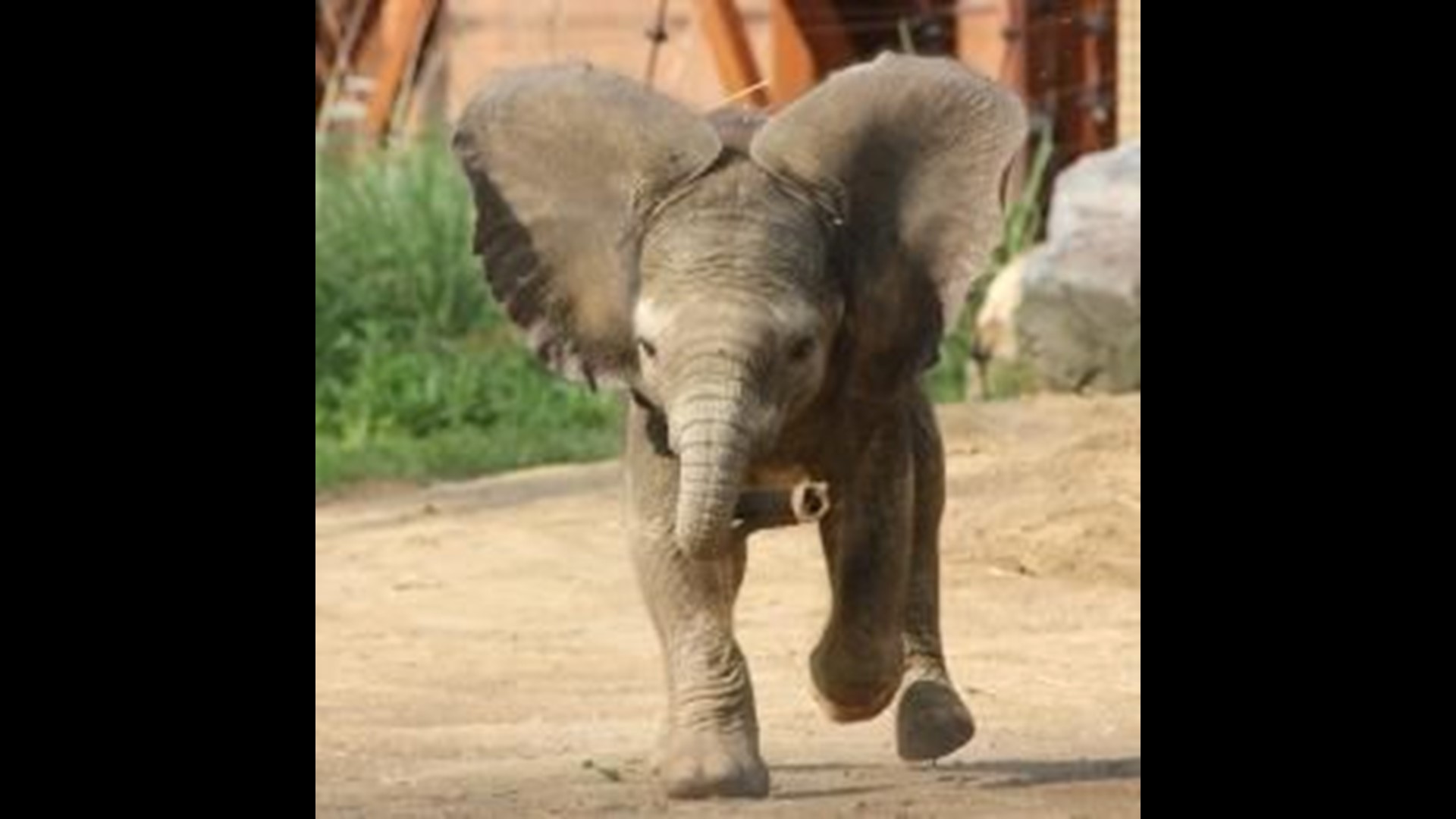 Toledo Zoo holds grand opening for new elephant exhibit | wtol.com