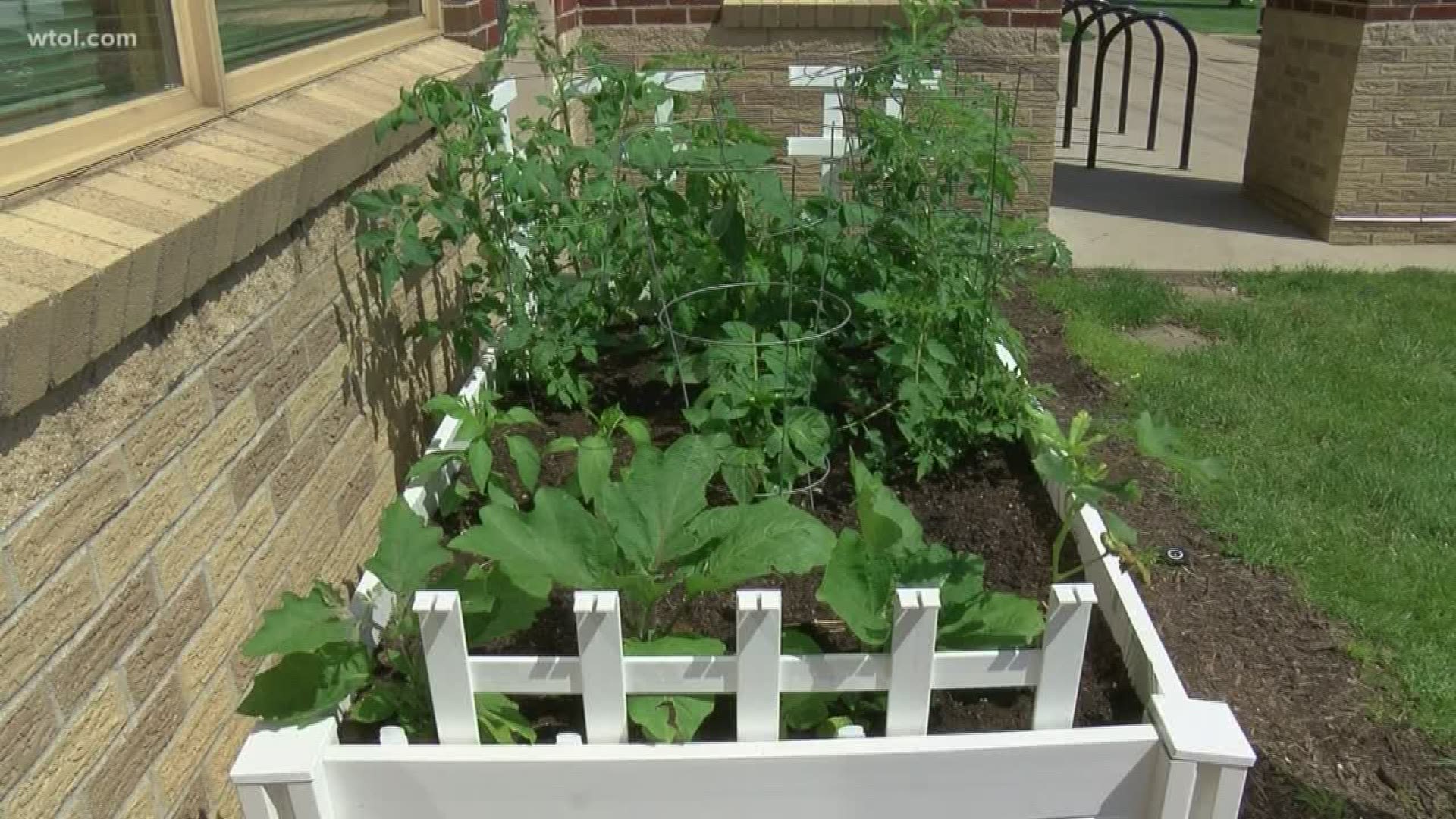 Box gardens at each branch of the library are tended to by volunteers. The produce is free for the community to take.