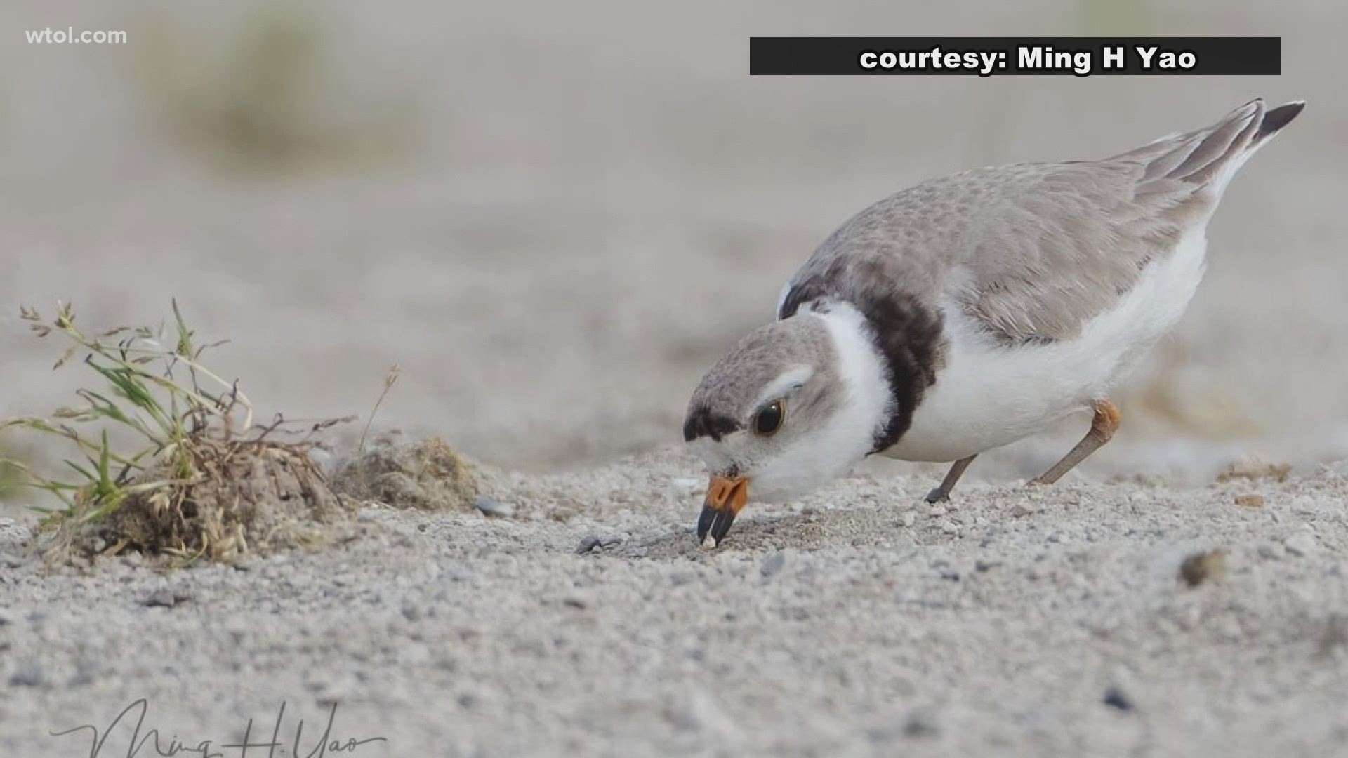‘Nish’ and ‘Nellie’ are incubating four eggs at the inland beach at Maumee Bay State Park. They are the first piping plovers to nest in Ohio in over 80 years.