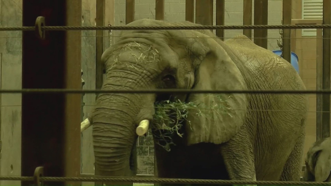 Extreme cold prompts Toledo Zoo to close, focus on animal care