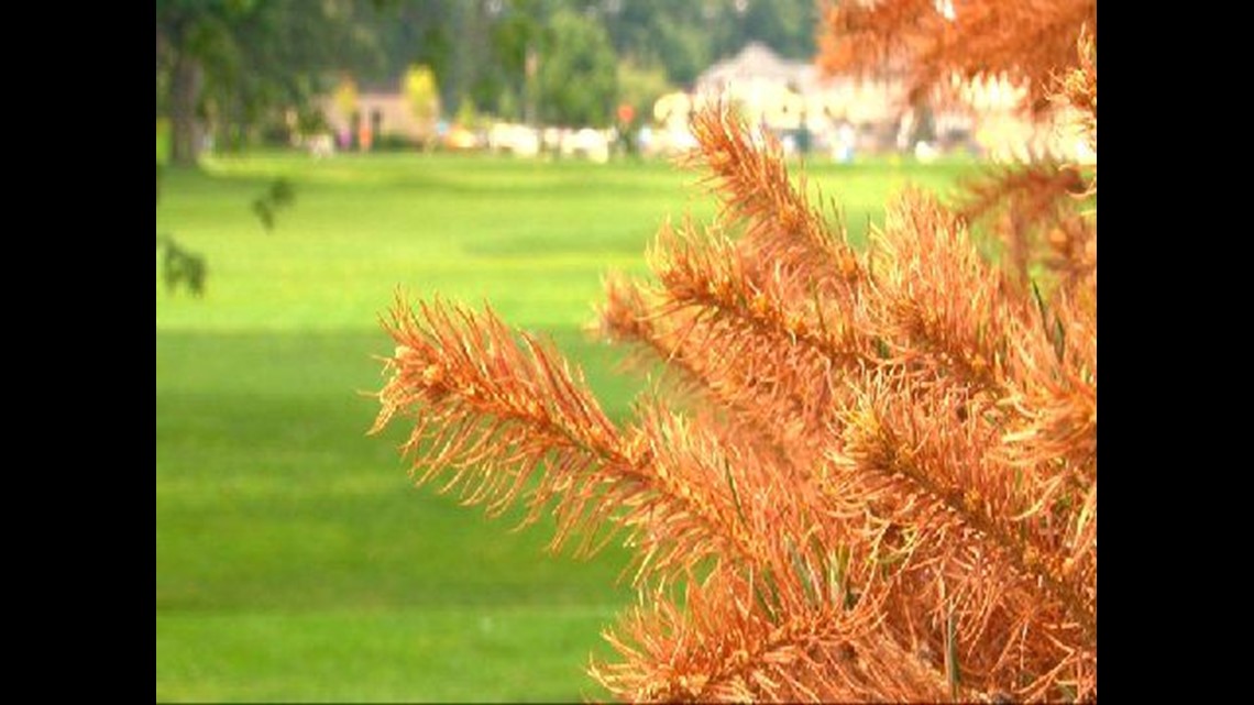 Thousands of pine trees across the Midwest are dying | wtol.com