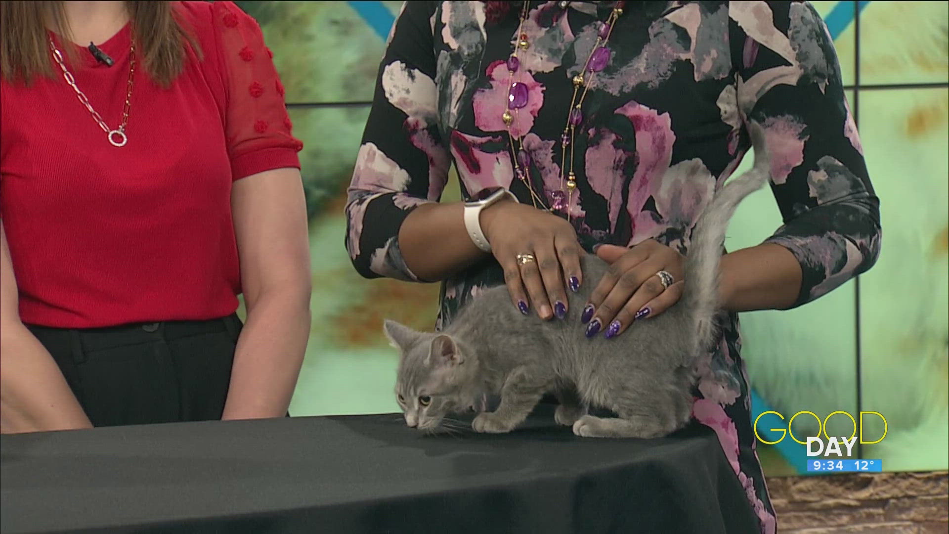 The Paws & Whiskers shelter joins Good Day with special guest 'Spud'.