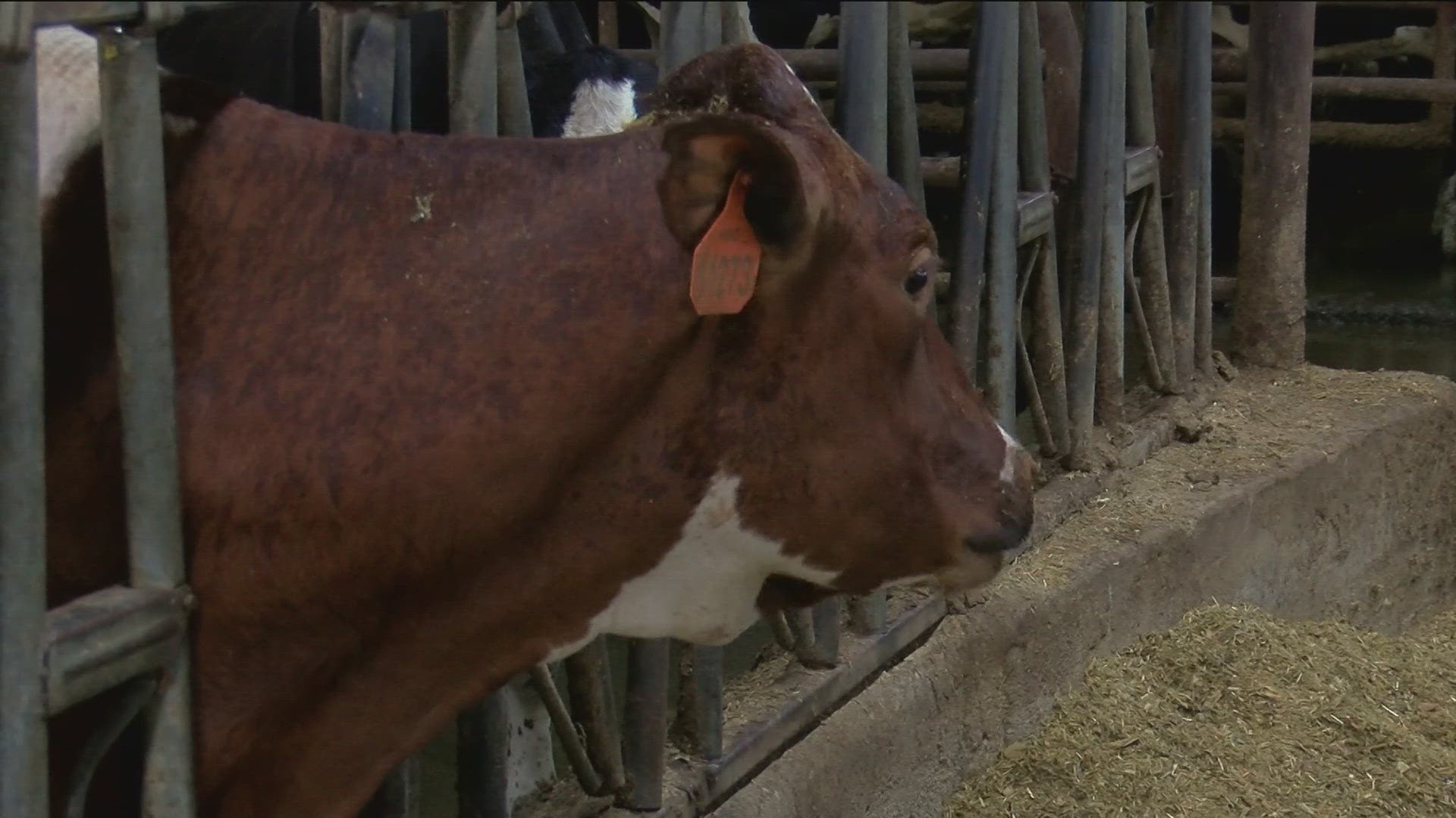 The Ohio Department of Agriculture says that for humans, this is not a major concern.