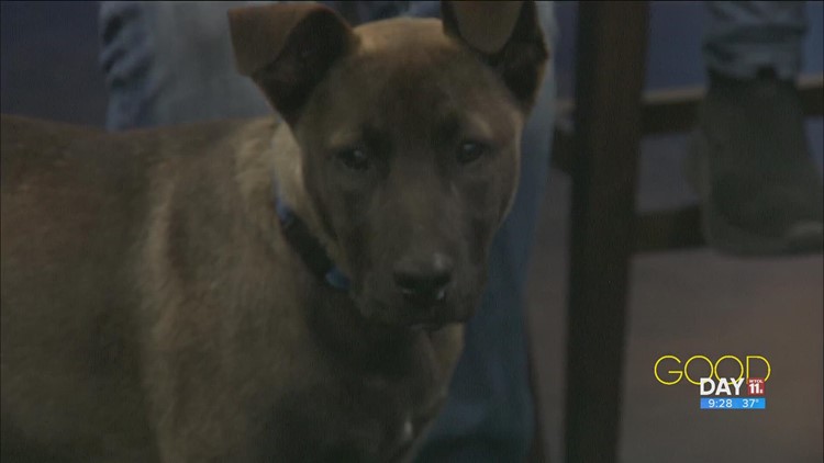 'Spokespup' Kuma and the importance of fostering pets in need | Good Day on WTOL 11