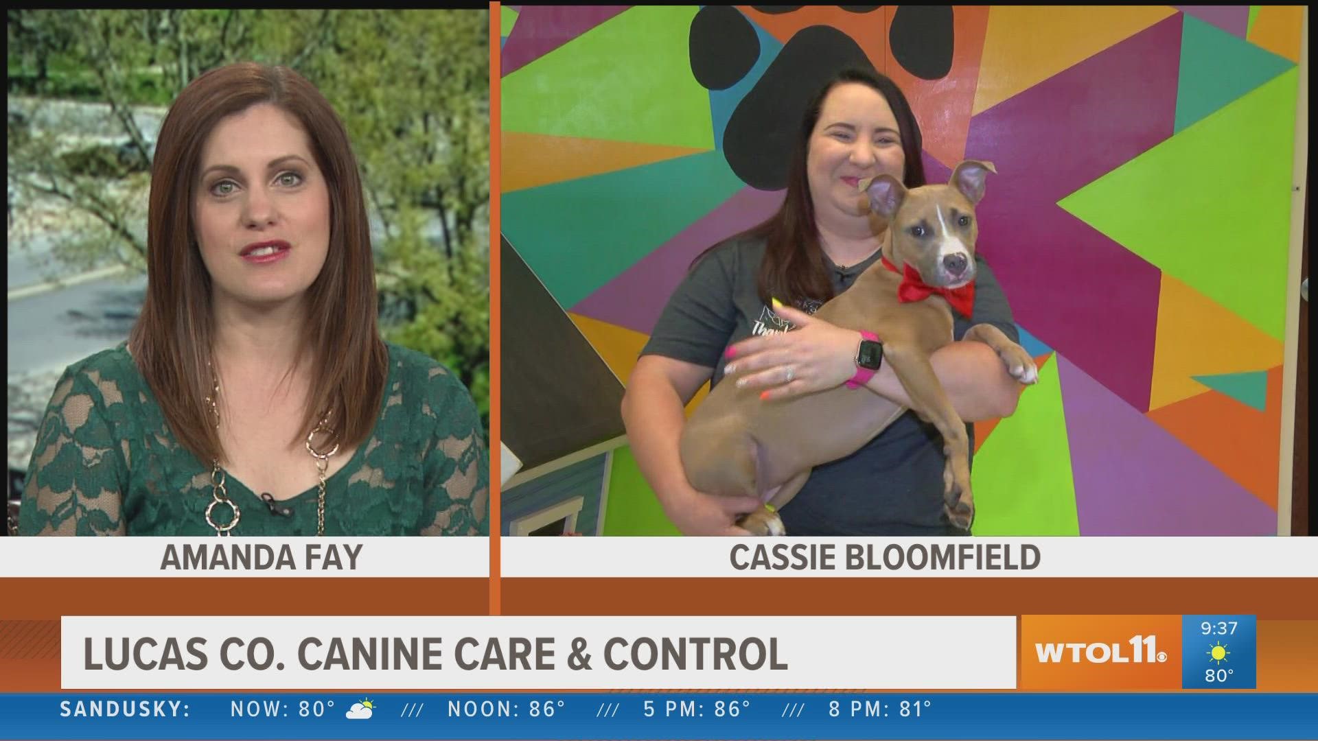 Cassie Bloomfield of Lucas County Canine Care and Control talks about how to calm pets who are scared by fireworks on the Fourth of July.