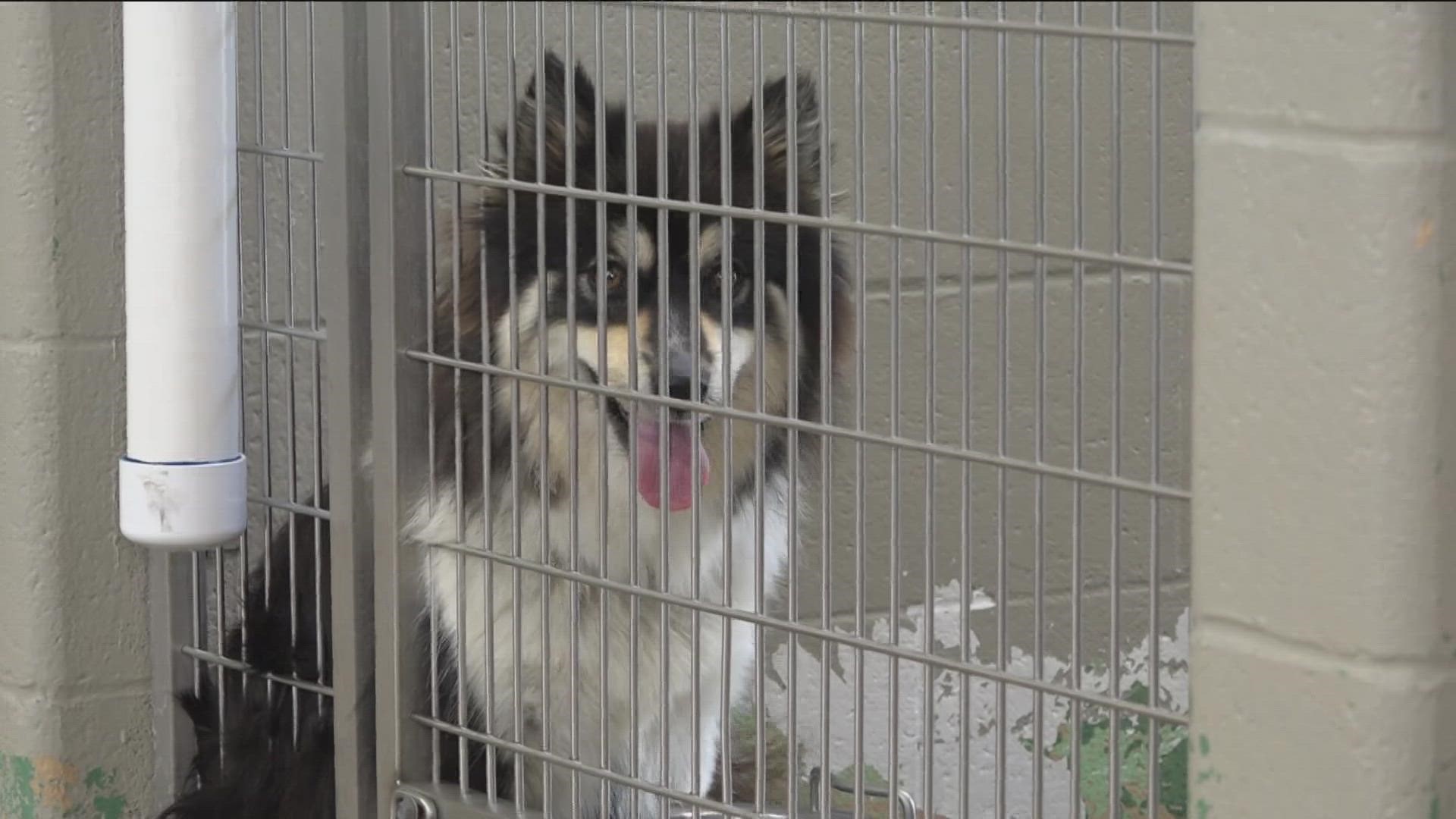 Sandusky County Dog Warden Kelly Pocock says earlier in August, her kennels were completely filled for the first time ever.