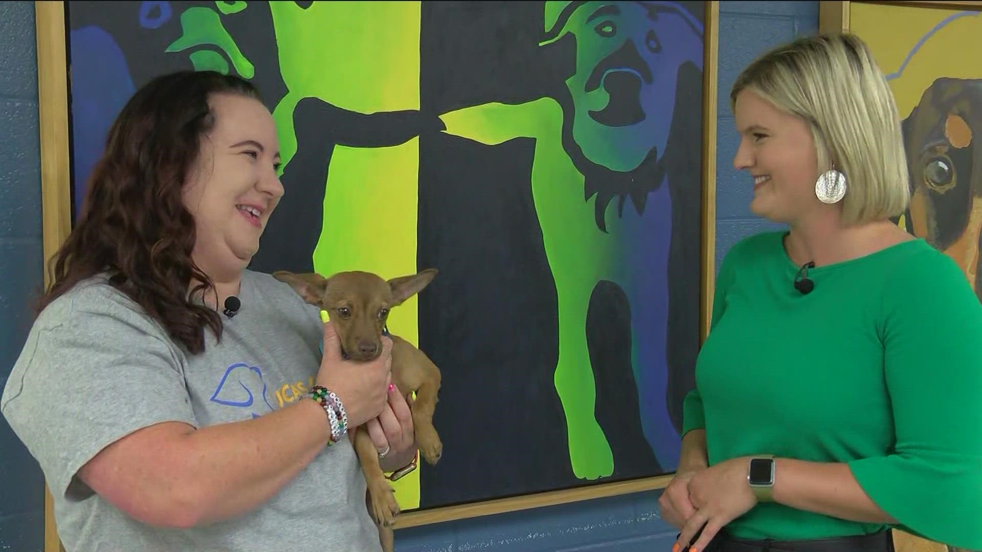 With the adoption center over-filled, the center is offering adoptions for as little as $25.