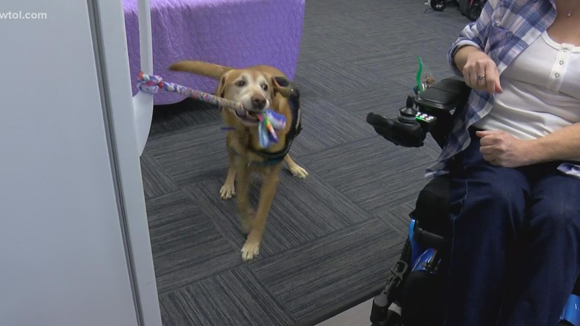The Ability Center in Sylvania is in need of puppy raisers - Vimarsana News