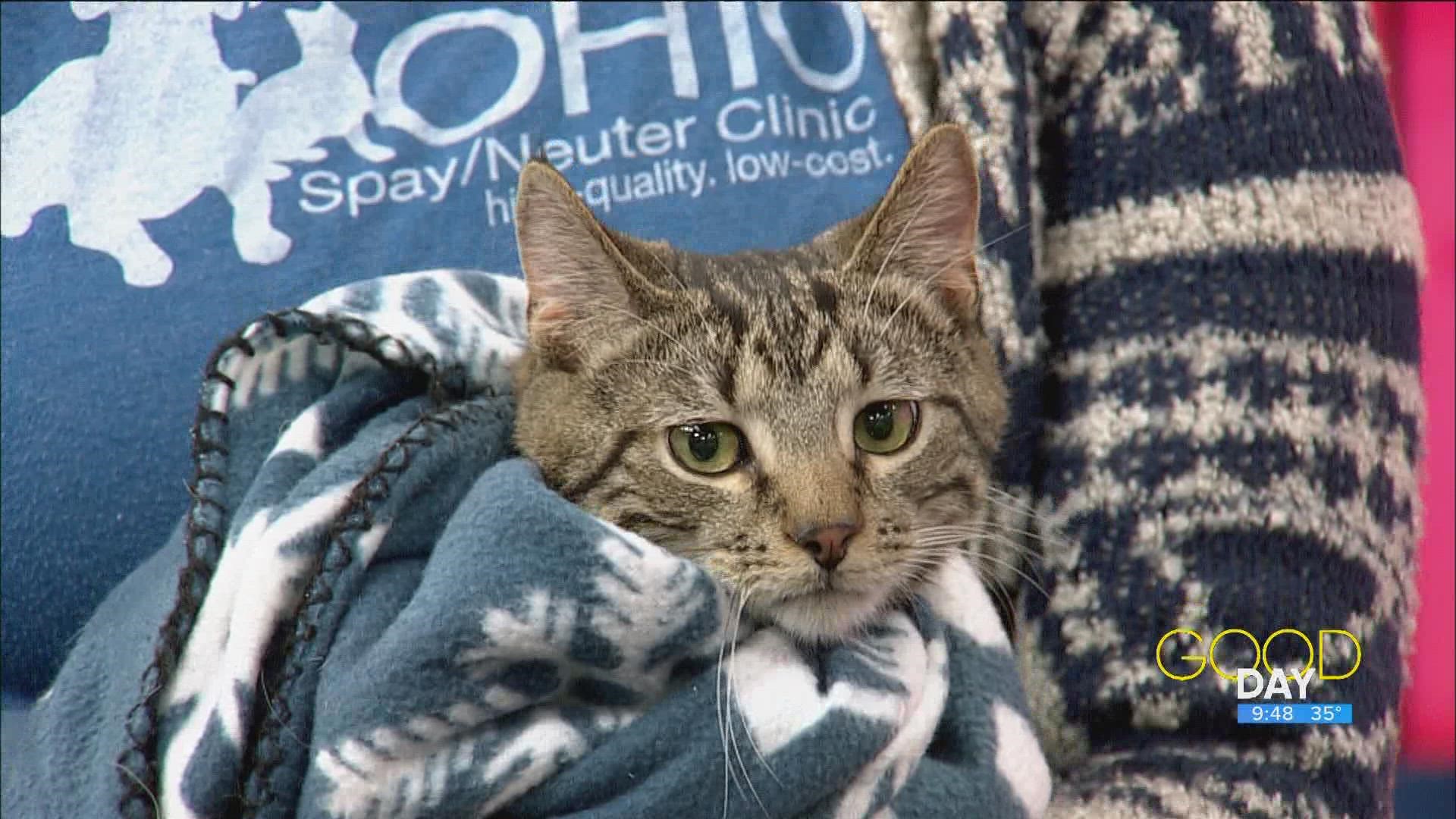Laura Simmons Wark from Humane Ohio brings in Hobbs, a spokeskitten who needs a forever home.