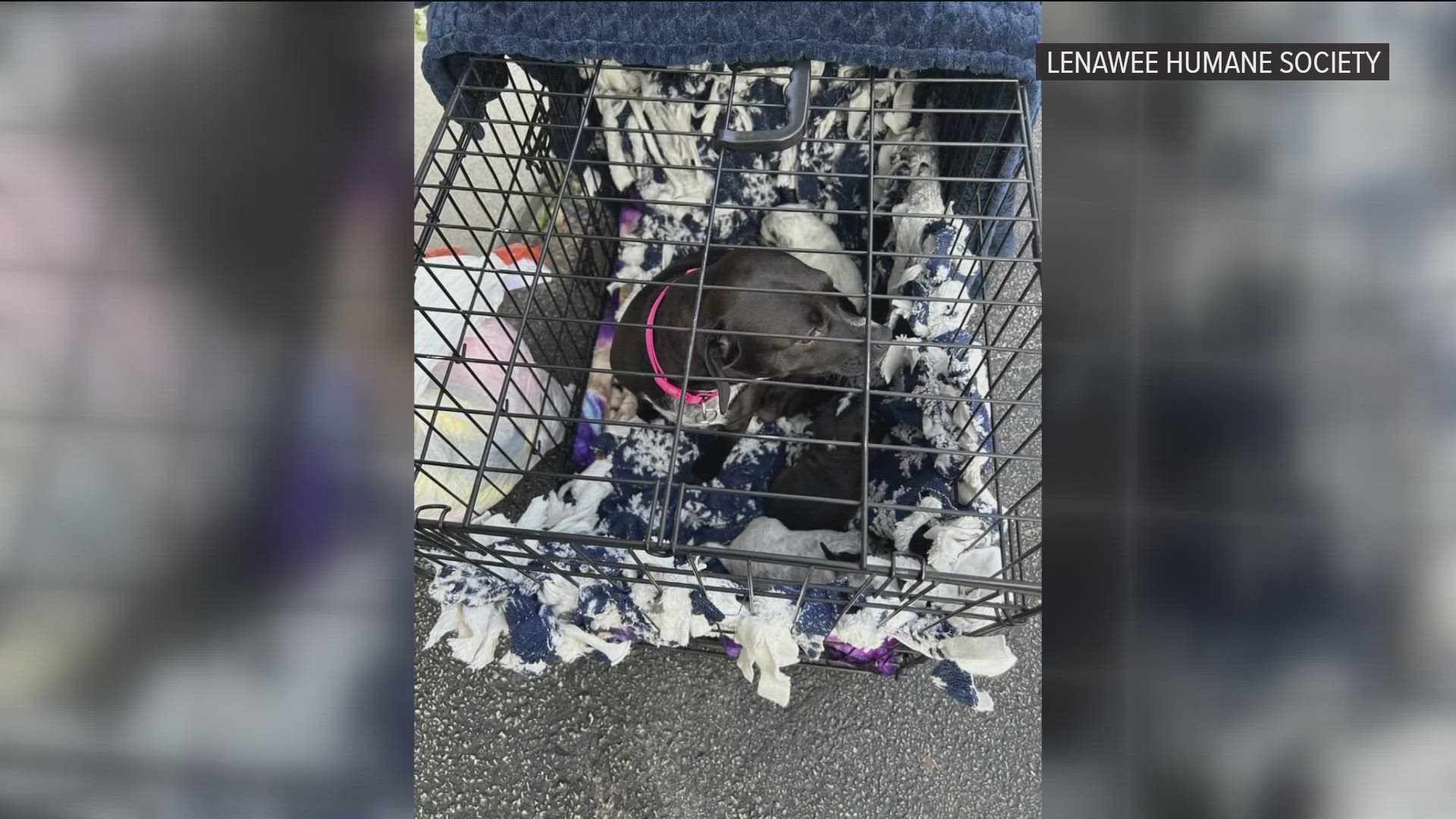 Midnight and her three puppies were discovered Tuesday morning in a cage in the parking lot of the Lenawee Humane Society.