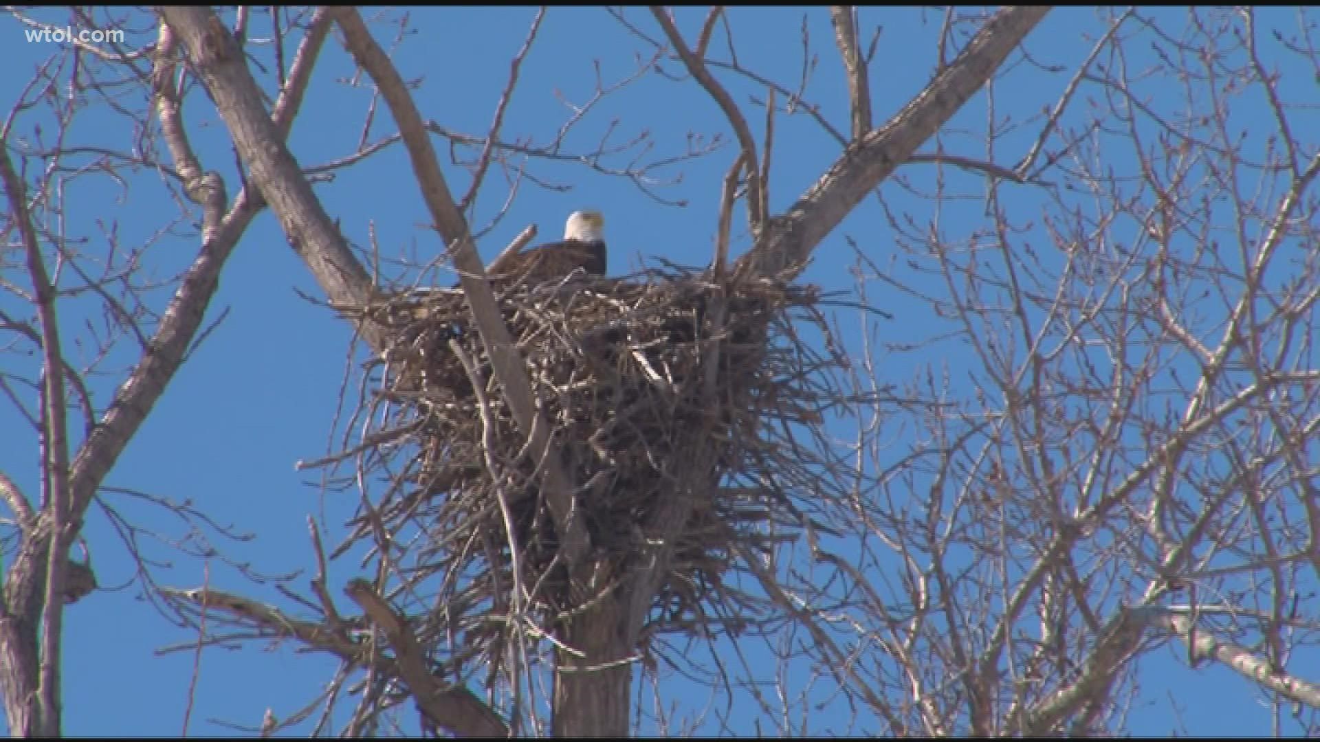 The Ohio Department of Wildlife estimates there are more than 800 nesting pairs of bald eagles in the state, up from just four in the late 1970s.