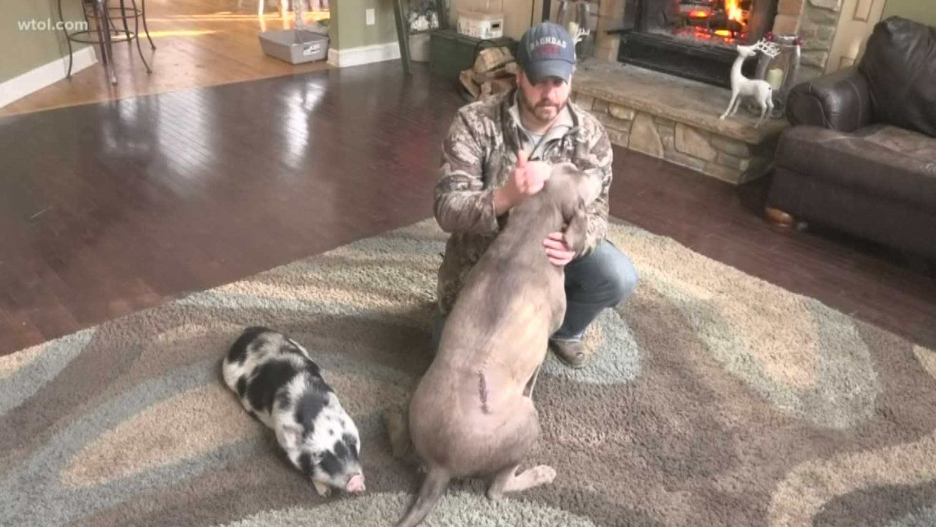 A Facebook post caught the attention of people living in the Toledo area after a family spoke out about their dog's recovery.