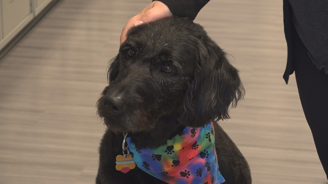 Therapy dog brings smiles and comfort to students and staff - Vimarsana News