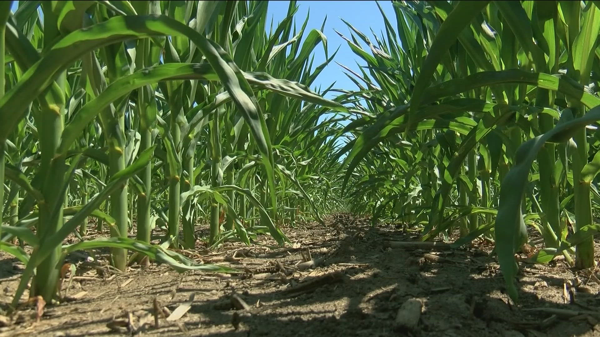 Corn and soybean yields are down, along with prices.