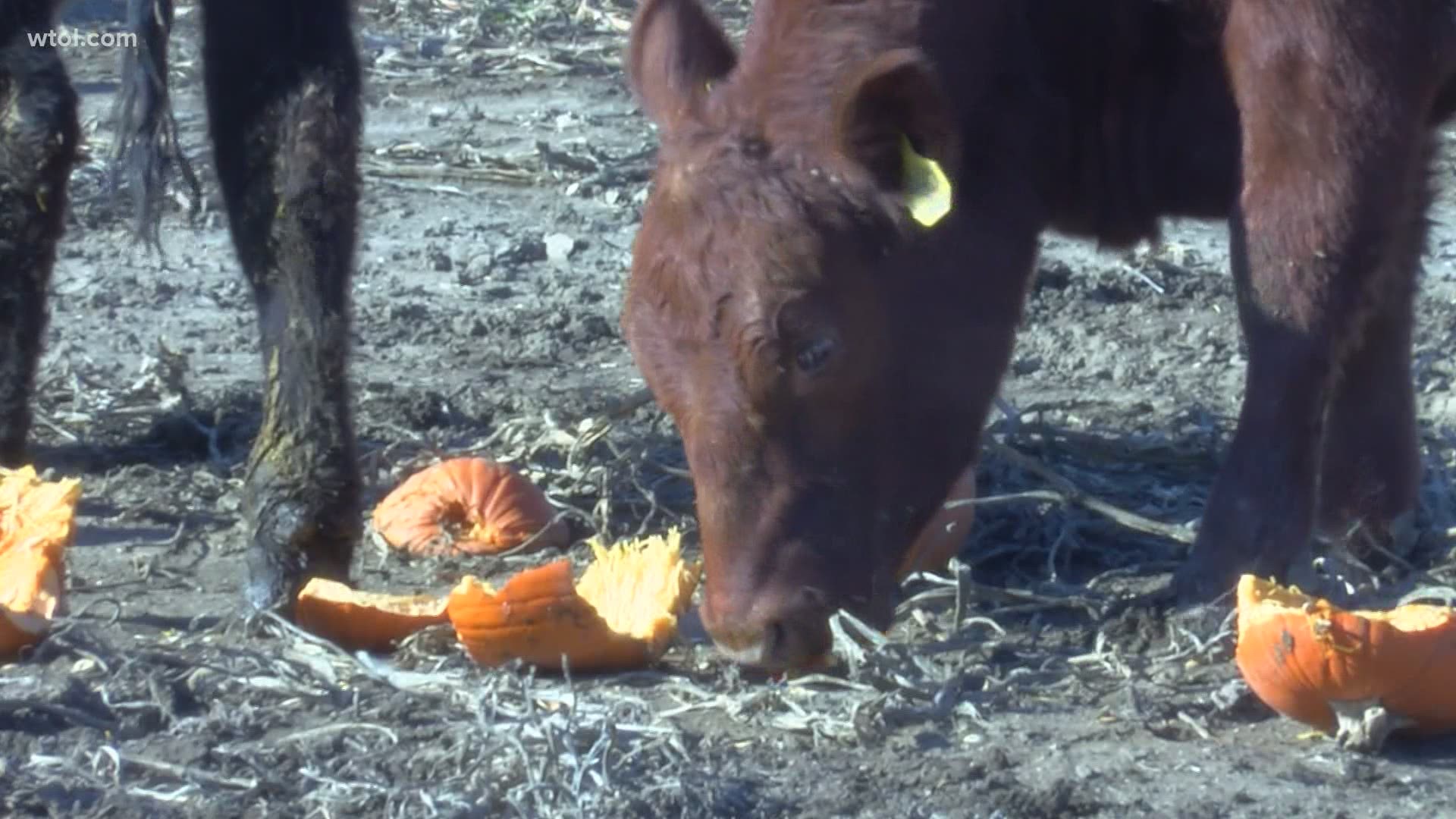 The farm has enough pumpkins left to feed the cows for about 6 weeks.