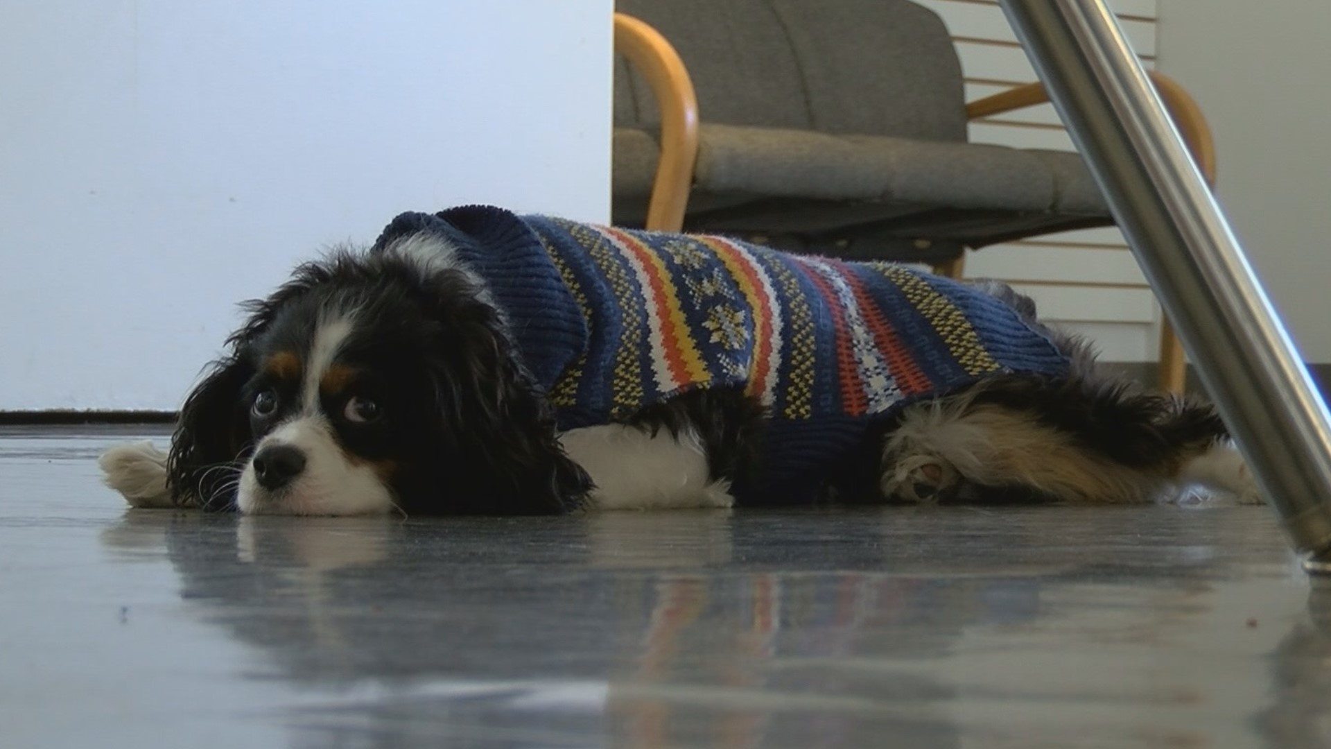 TSA brings their first therapy dog on staff. Winston is a 10-month-old Cavalier King Charles Spaniel.