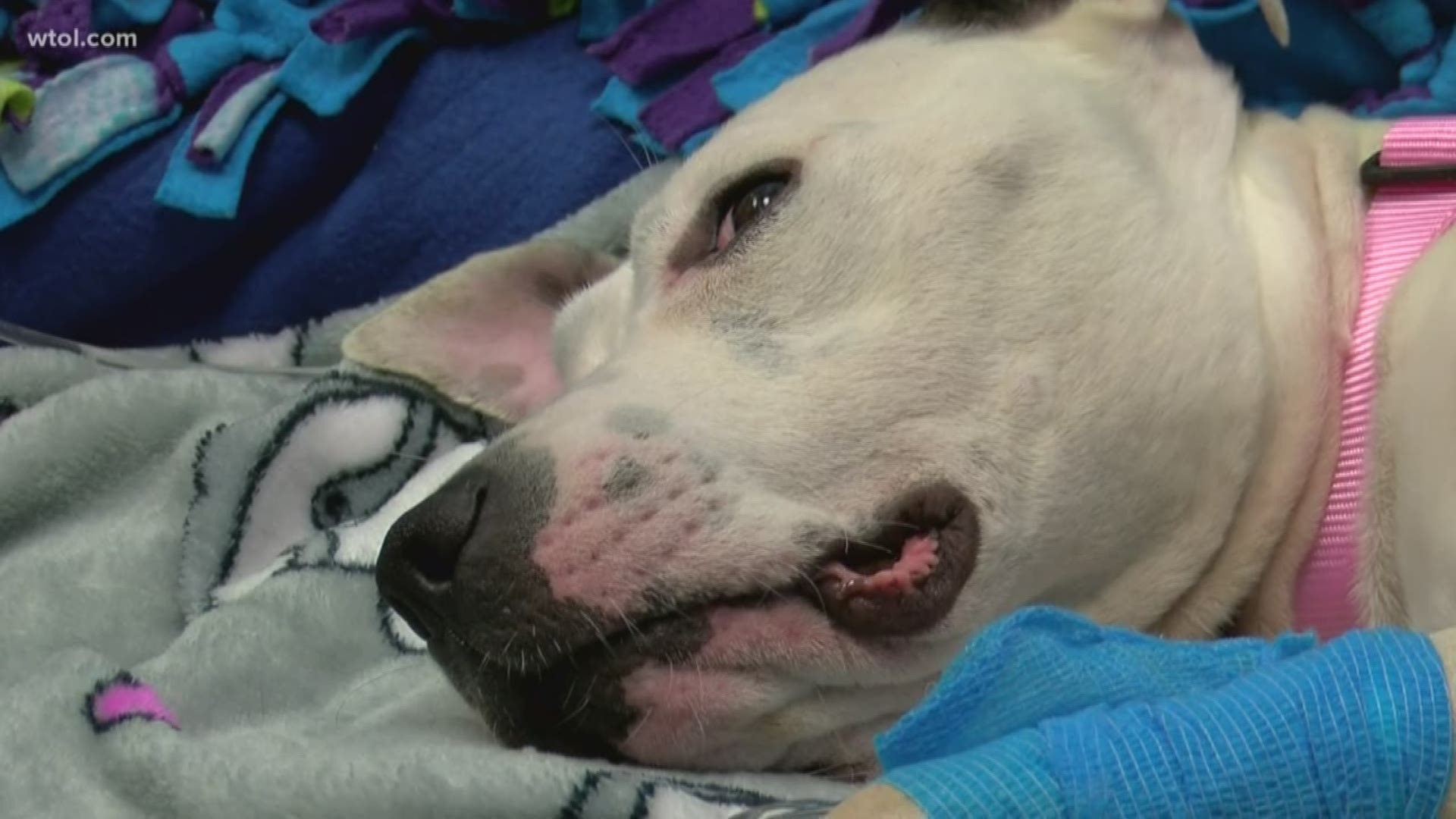 Authorities are seeking for dog's former owner, who is believed to have abandoned the dog while she was giving birth.