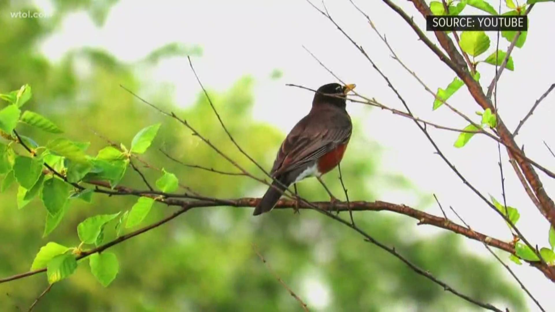 Many Ohioans are reporting hearing robins singing in the morning already