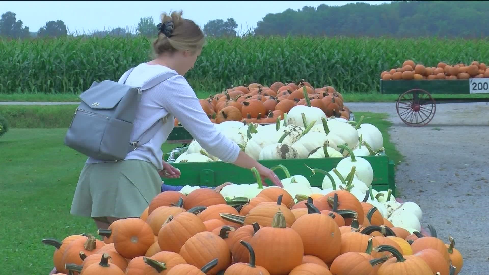The pumpkin farm in Ottawa Lake, Michigan offers animal feeding, a corn maze and hay rides from Monday until Halloween.