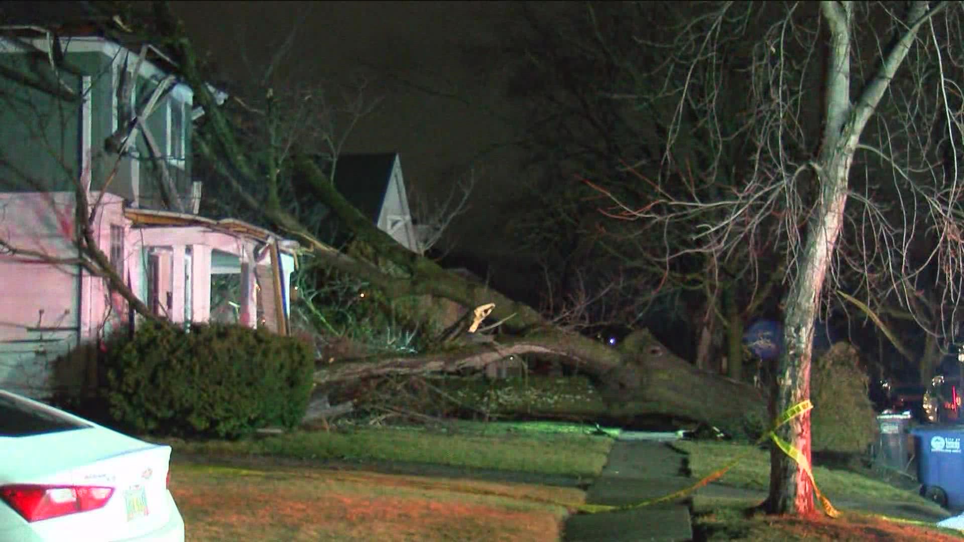 It is currently unknown what caused the tree, near the curb in the 2900 block of Northwood Avenue, to fall.