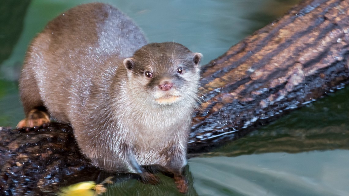 You can swim with otters at this Louisiana animal preserve | wtol.com
