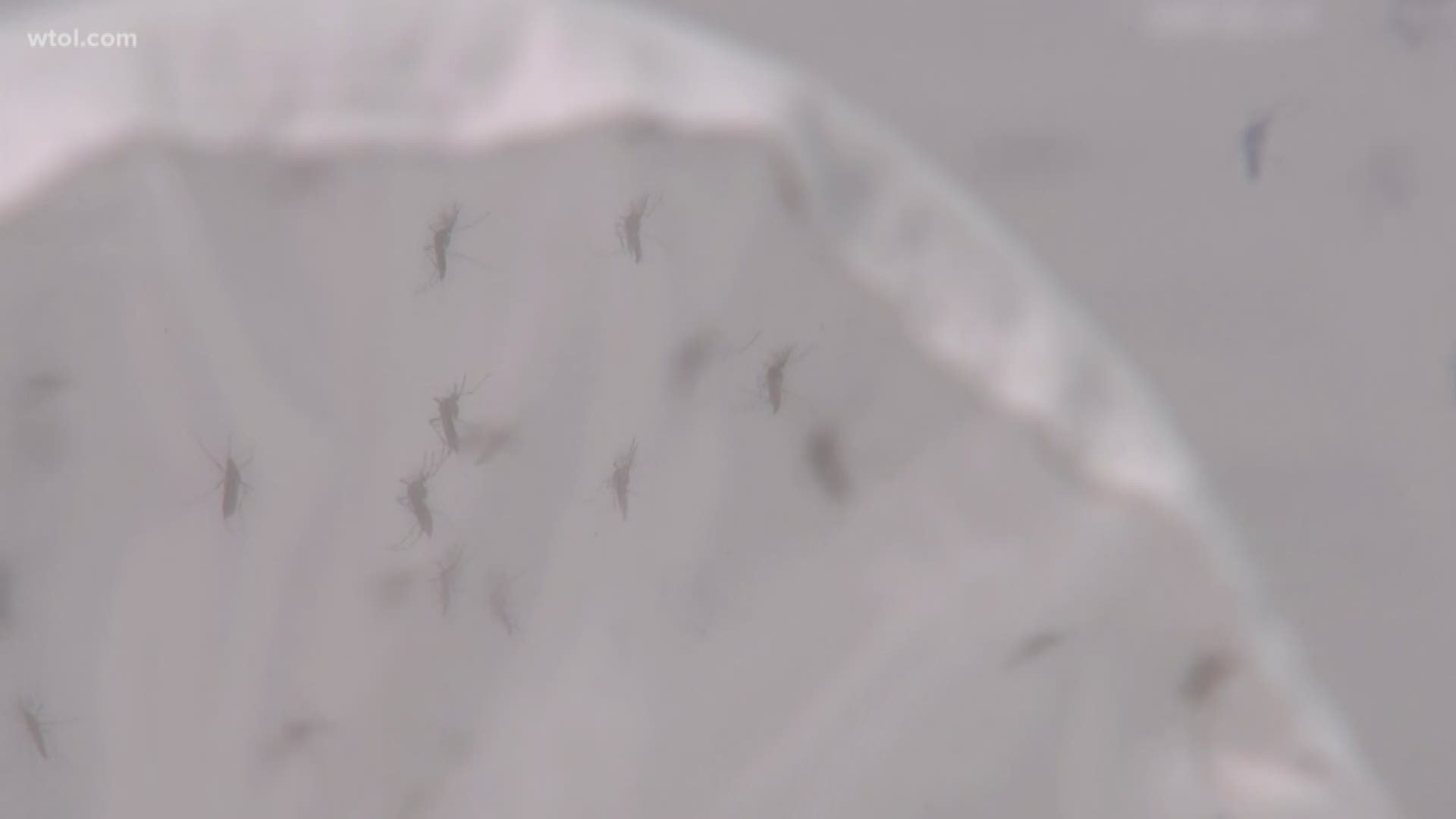 The health department confirms that three mosquito pools tested last week in Toledo and Springfield Township returned positive for the virus.