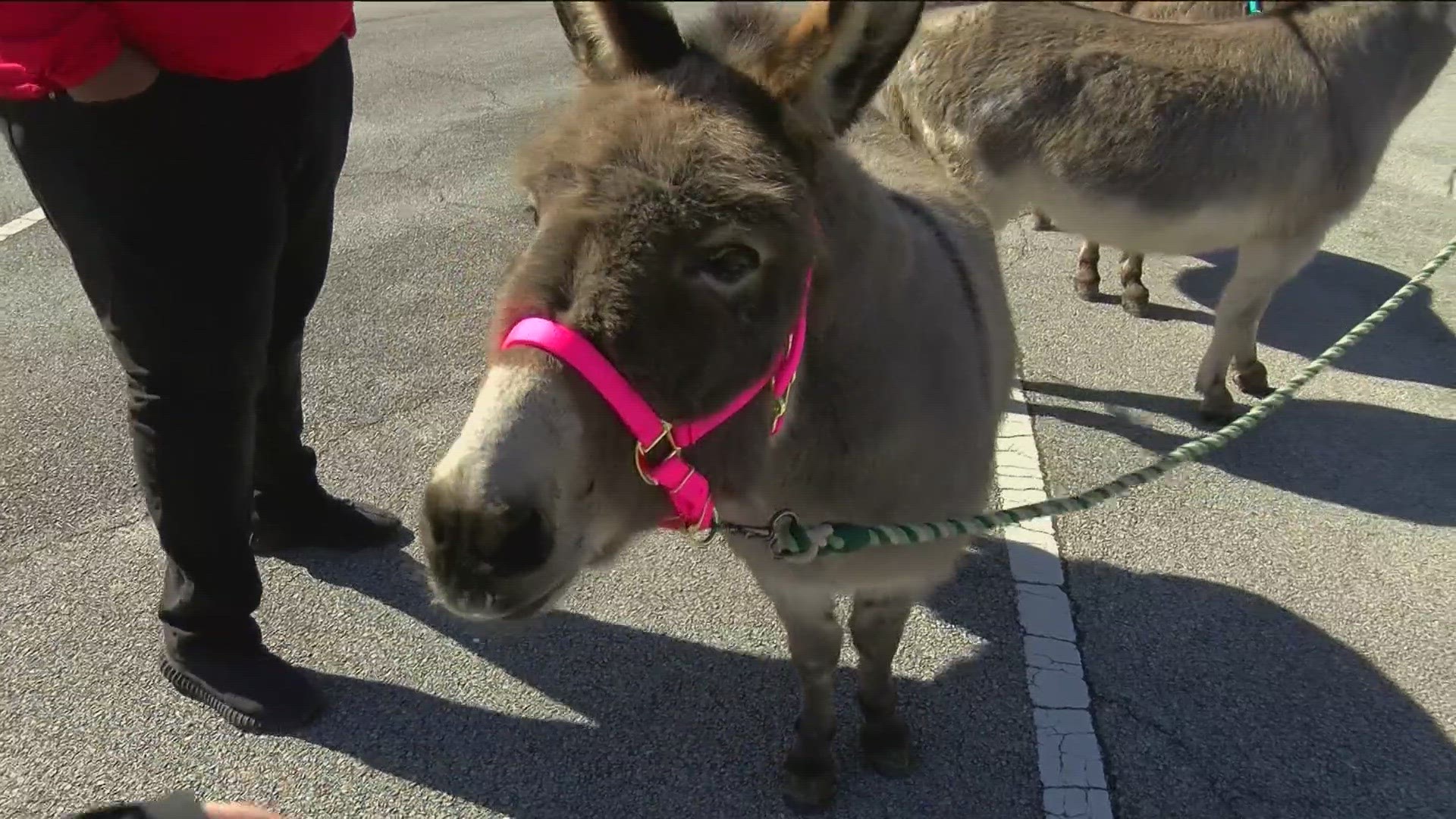 Up close and personal with the donkeys that left WTOL Meteorologist  speechless