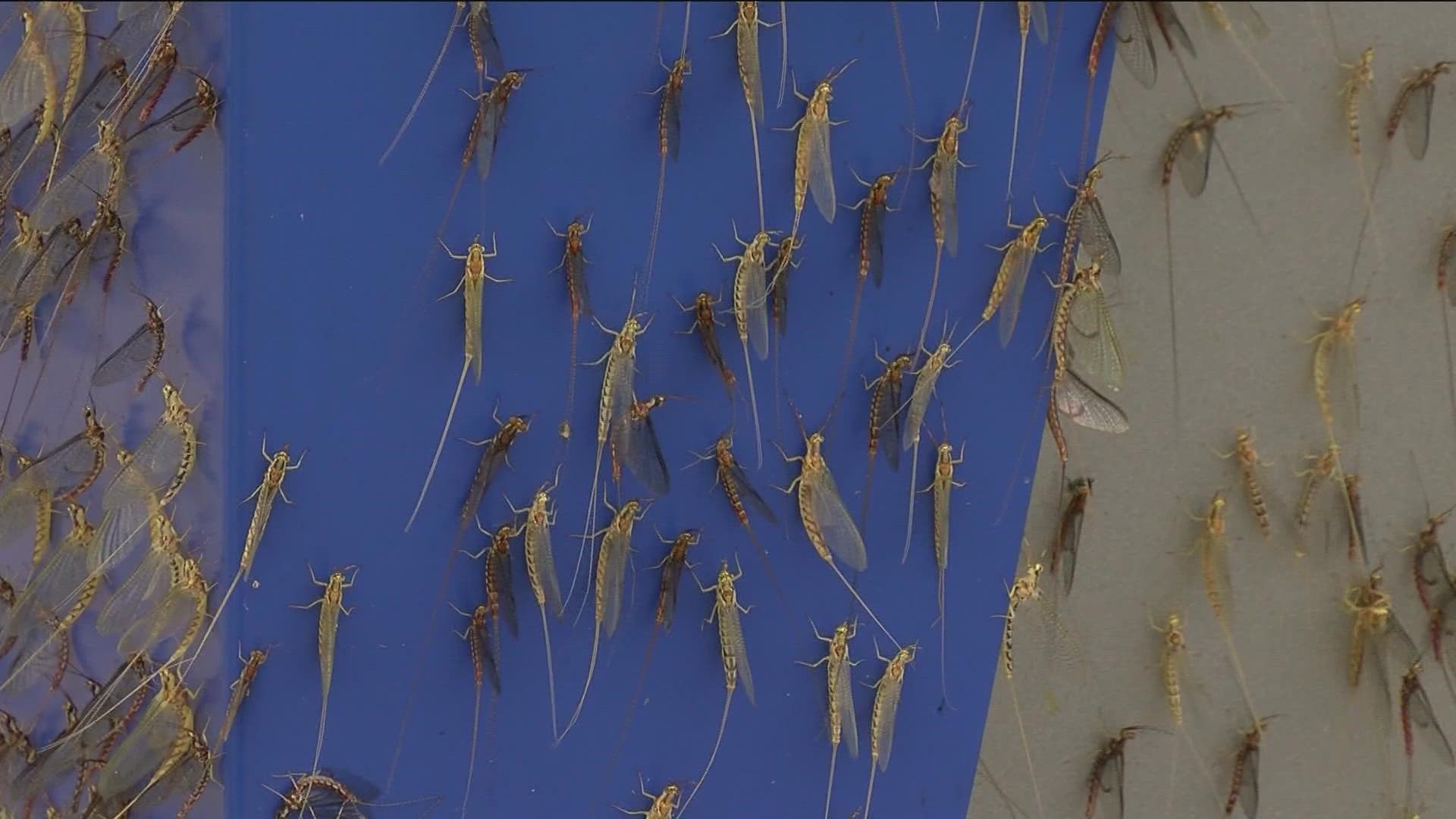 Mayflies are a common sight along the lakeshore and can come in swarms in parts of northwest Ohio.