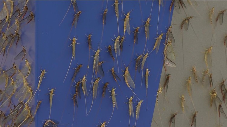 'They're going to be here, so you deal with it' | Mayfly season in full effect in Point Place