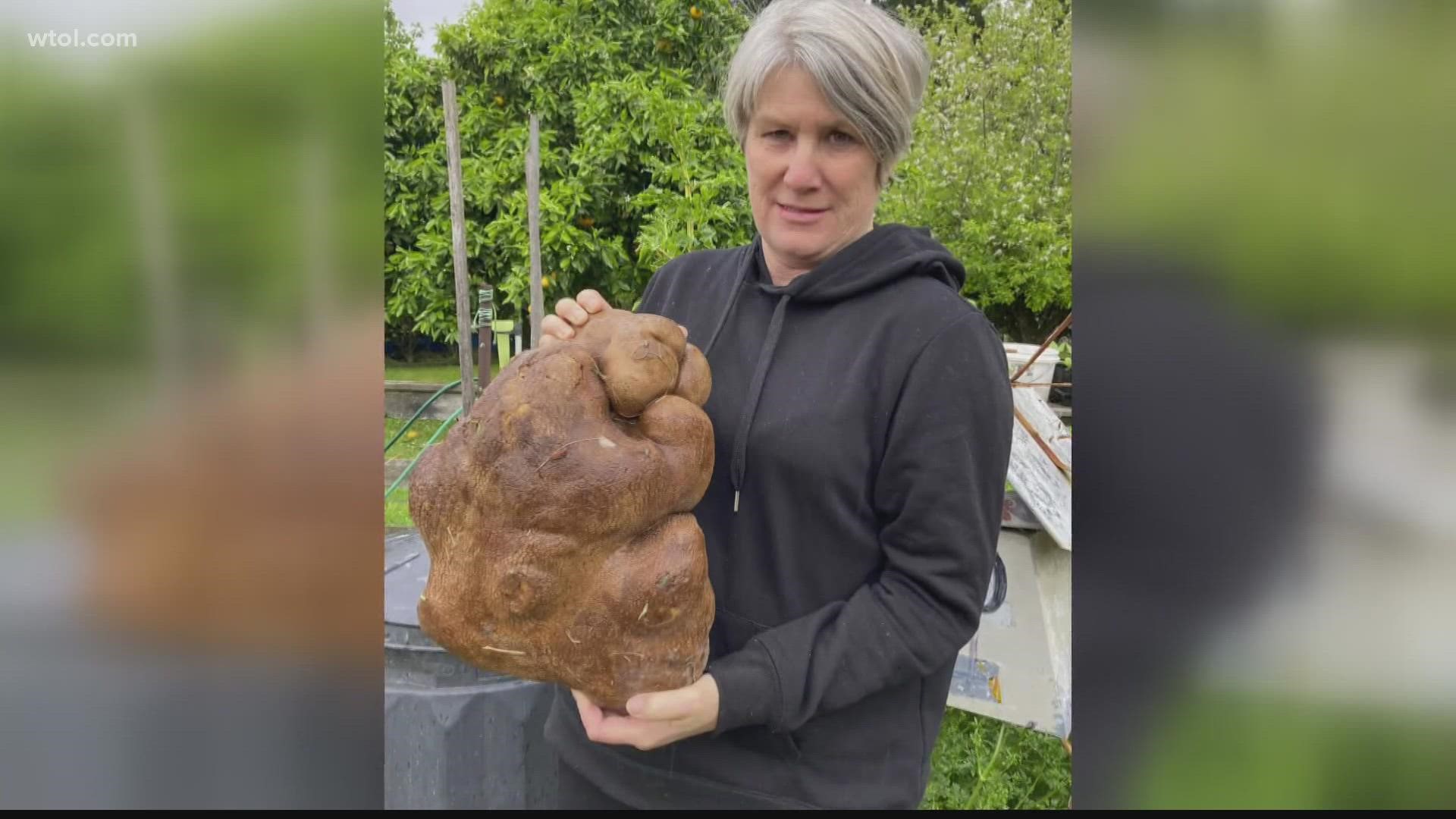 The potato dug up in New Zealand weighs just over 17 pounds.