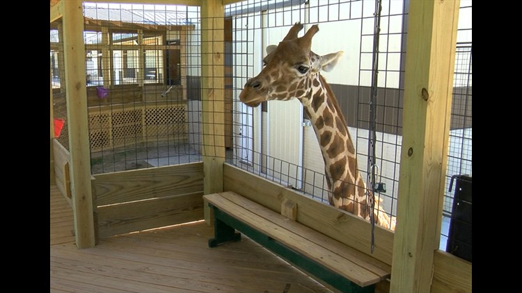 Port Clinton S Watering Hole Safari To Have Its First Giraffe Birth Wtol Com