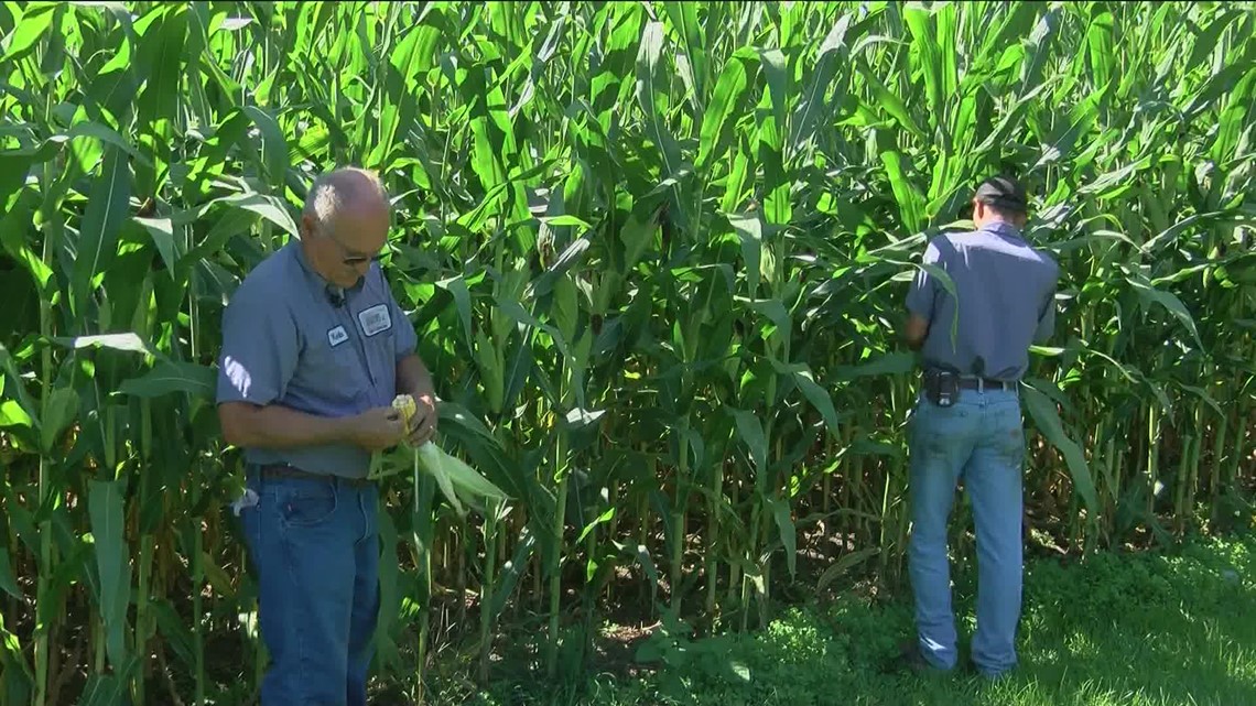 Local farmers hope for a fruitful harvest amid high prices