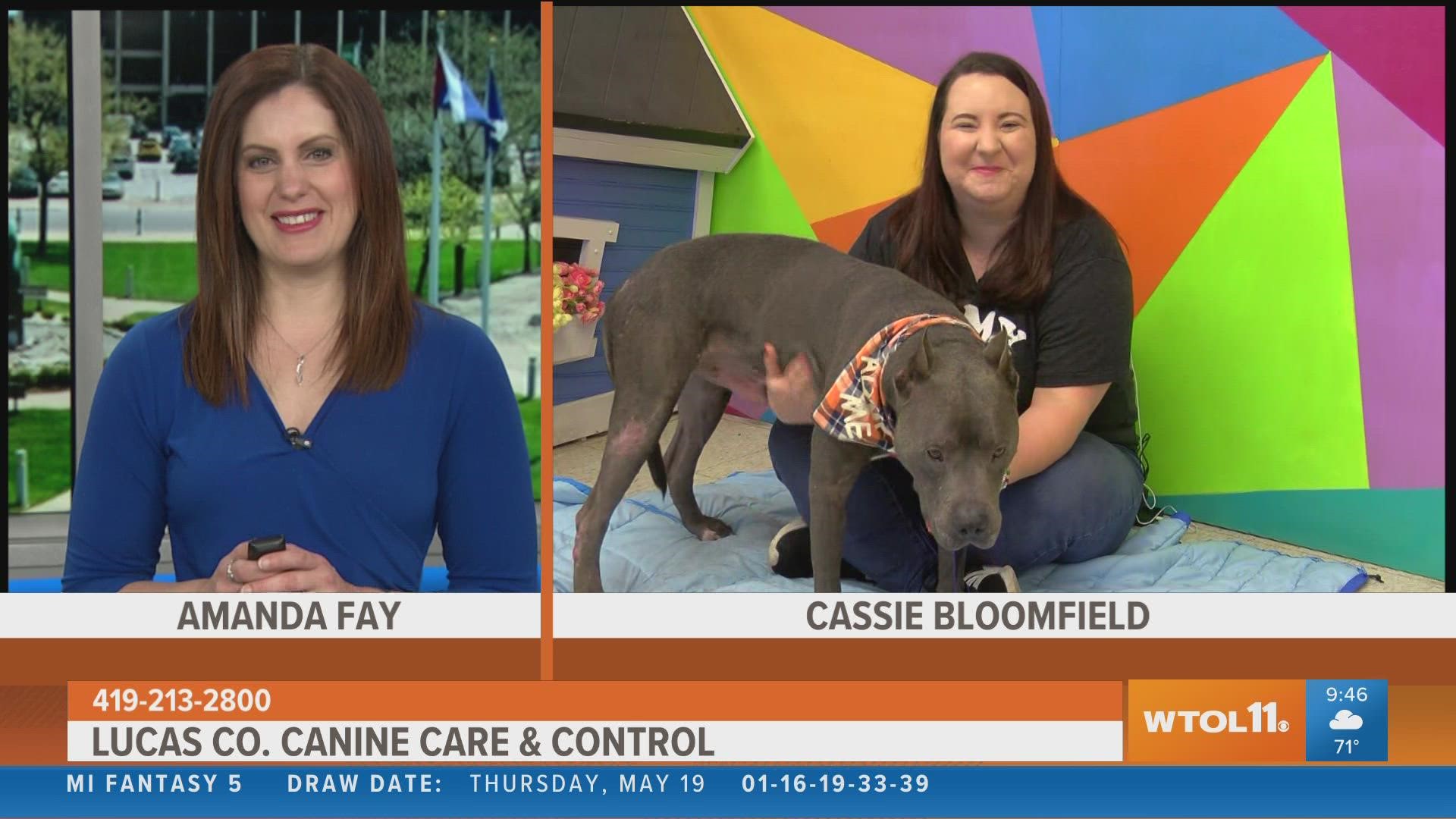 Cassie Bloomfield from Lucas County Canine Care & Control talk about the many loving animals available to adopt and their Hens & Hounds event  happening next week.