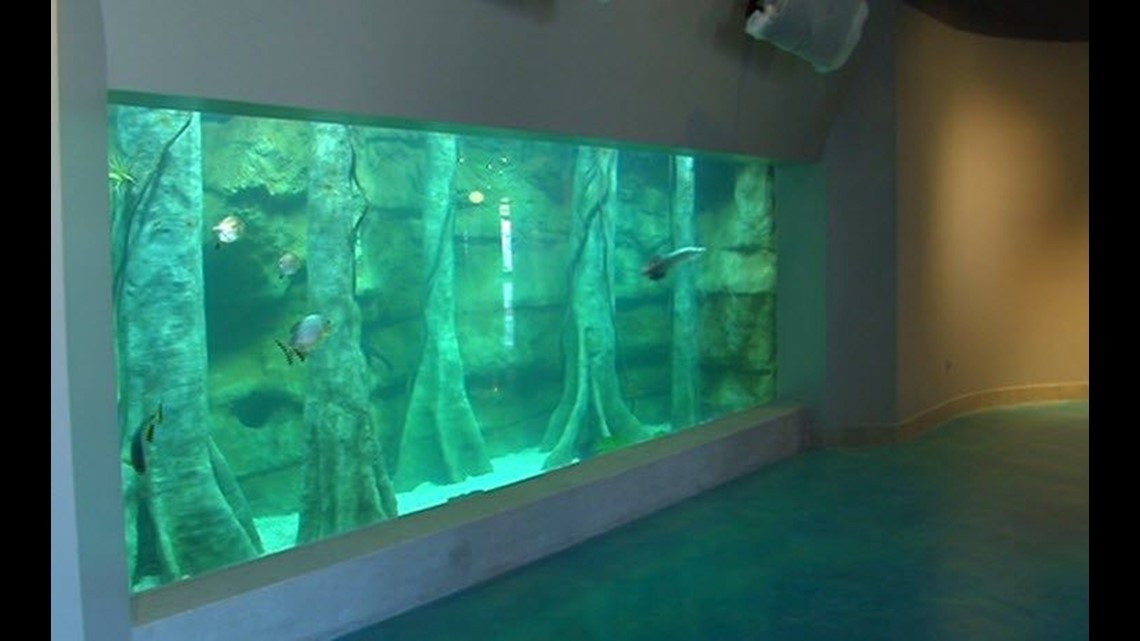 A sneak peek inside the Toledo Zoo aquarium