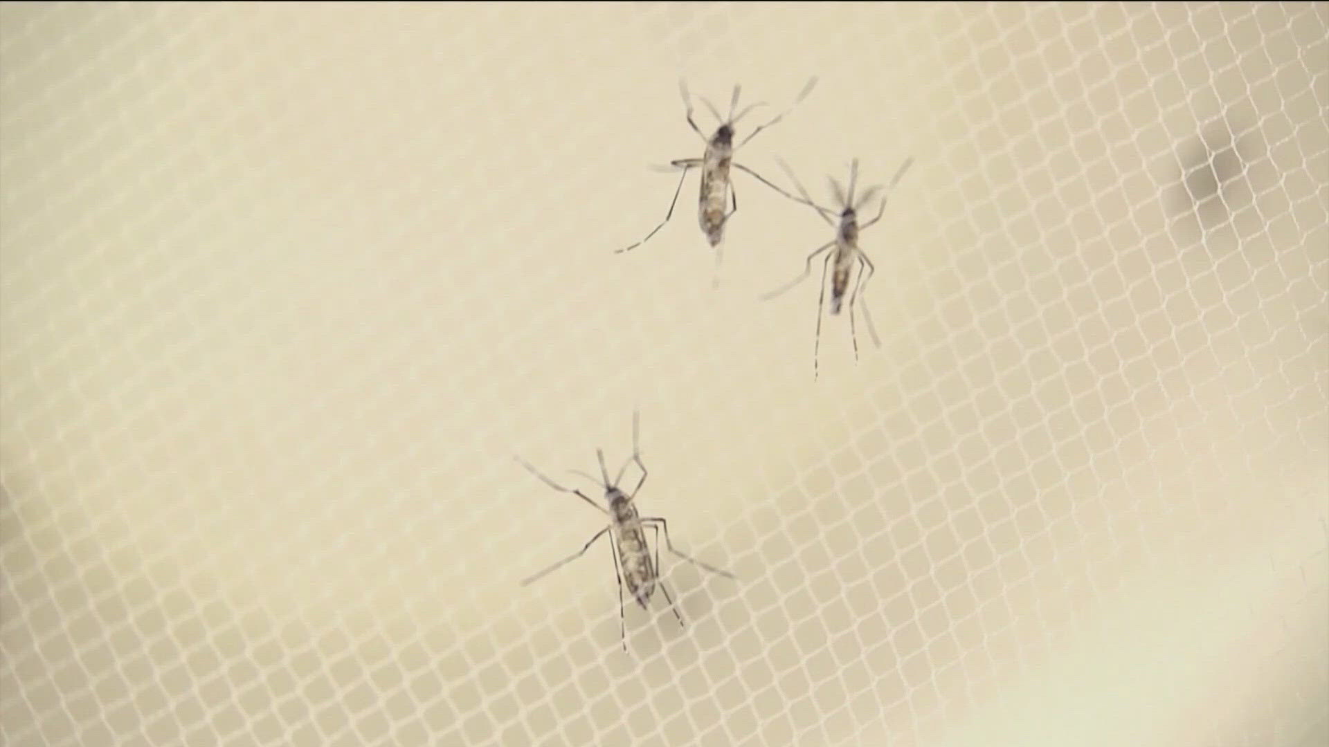 Current conditions have helped mosquitos to arrive earlier and stick around later in the year.