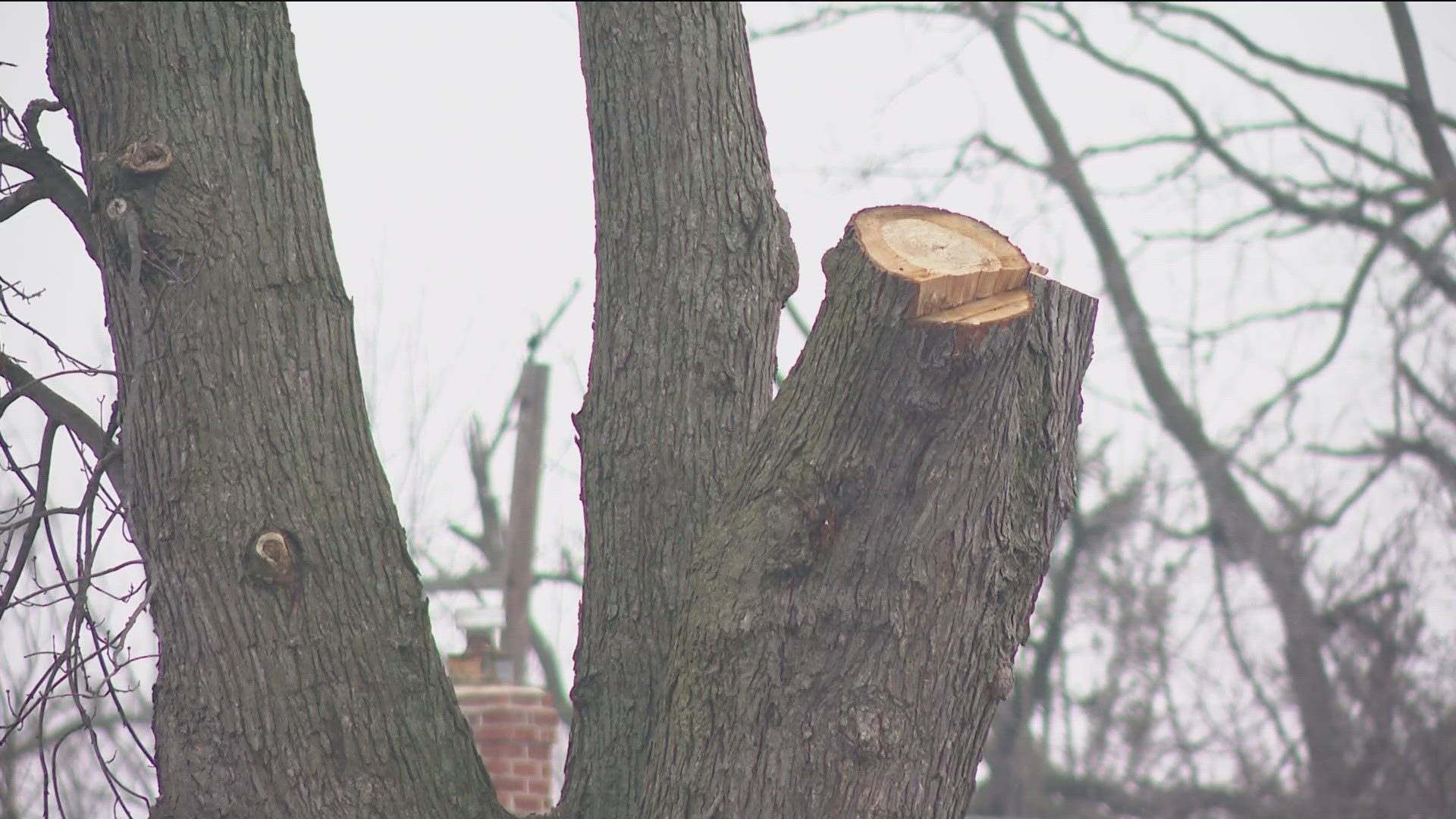 The city has money available through a federal grant to replace the hundreds of trees lost during the June tornado.