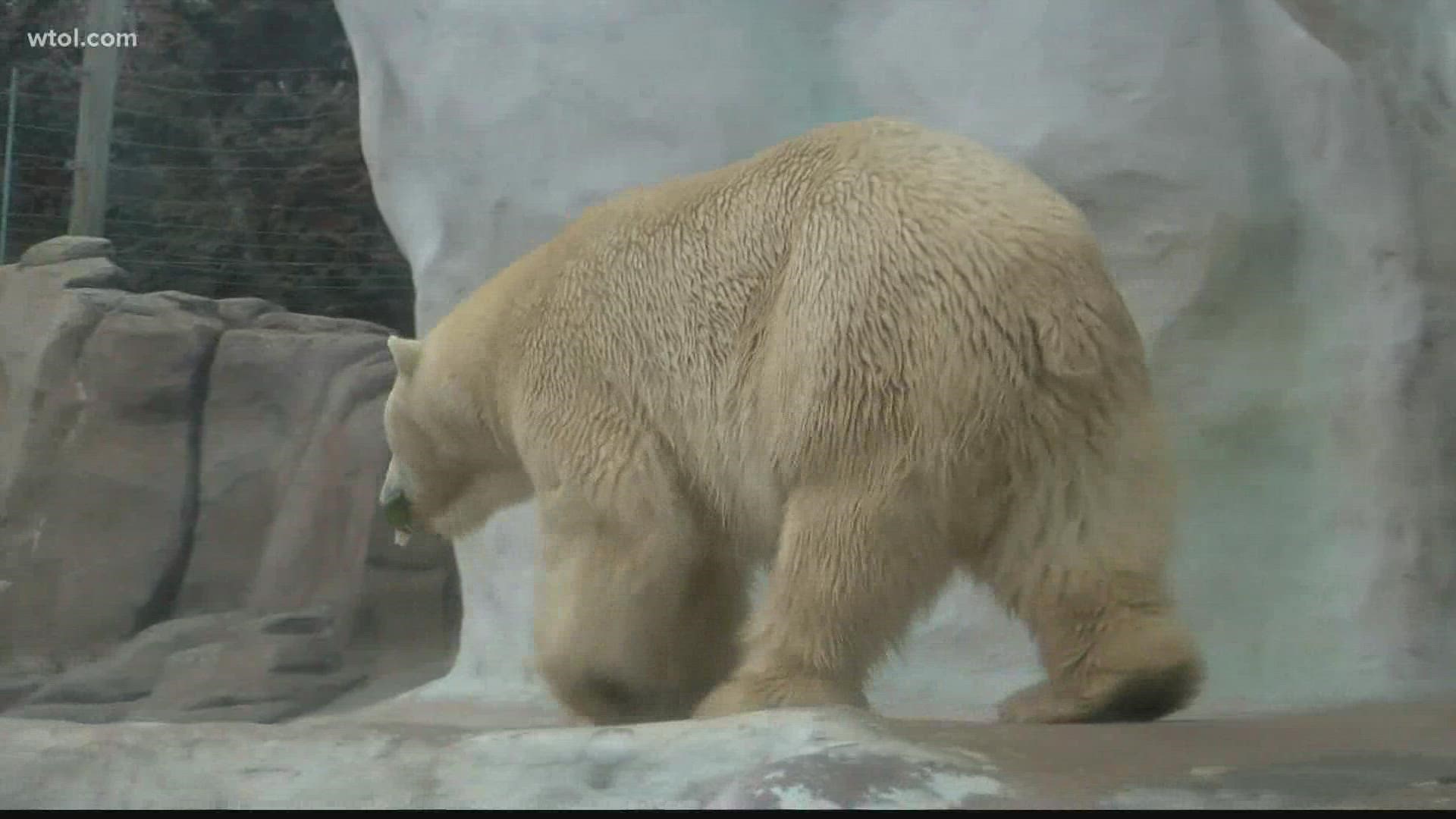 The Zoo says Marty was humanely euthanized on Thursday after suffering from an age-related kidney disease.