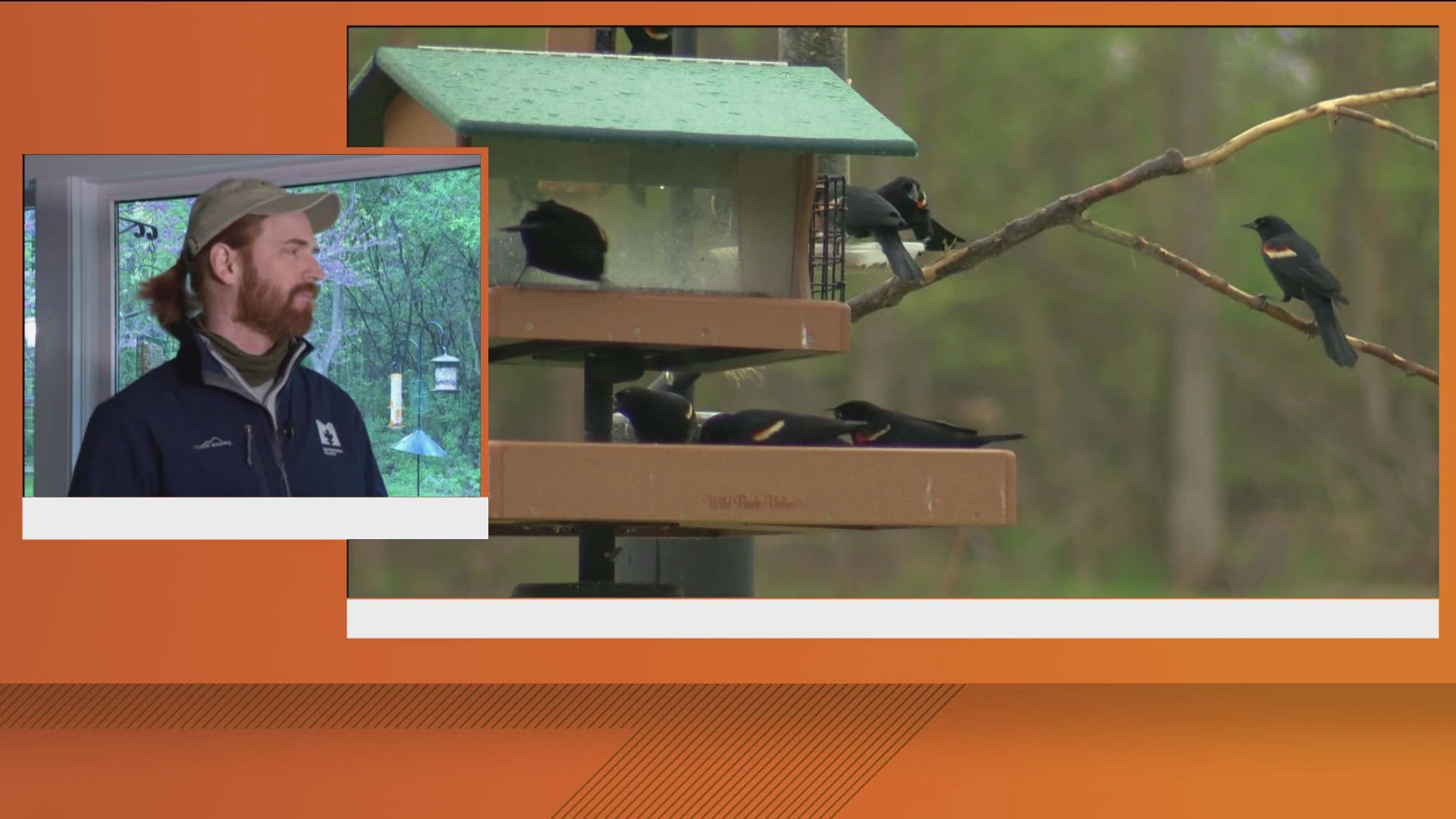 Northwest Ohio's natural reserves and parks are a great place to go birding. 