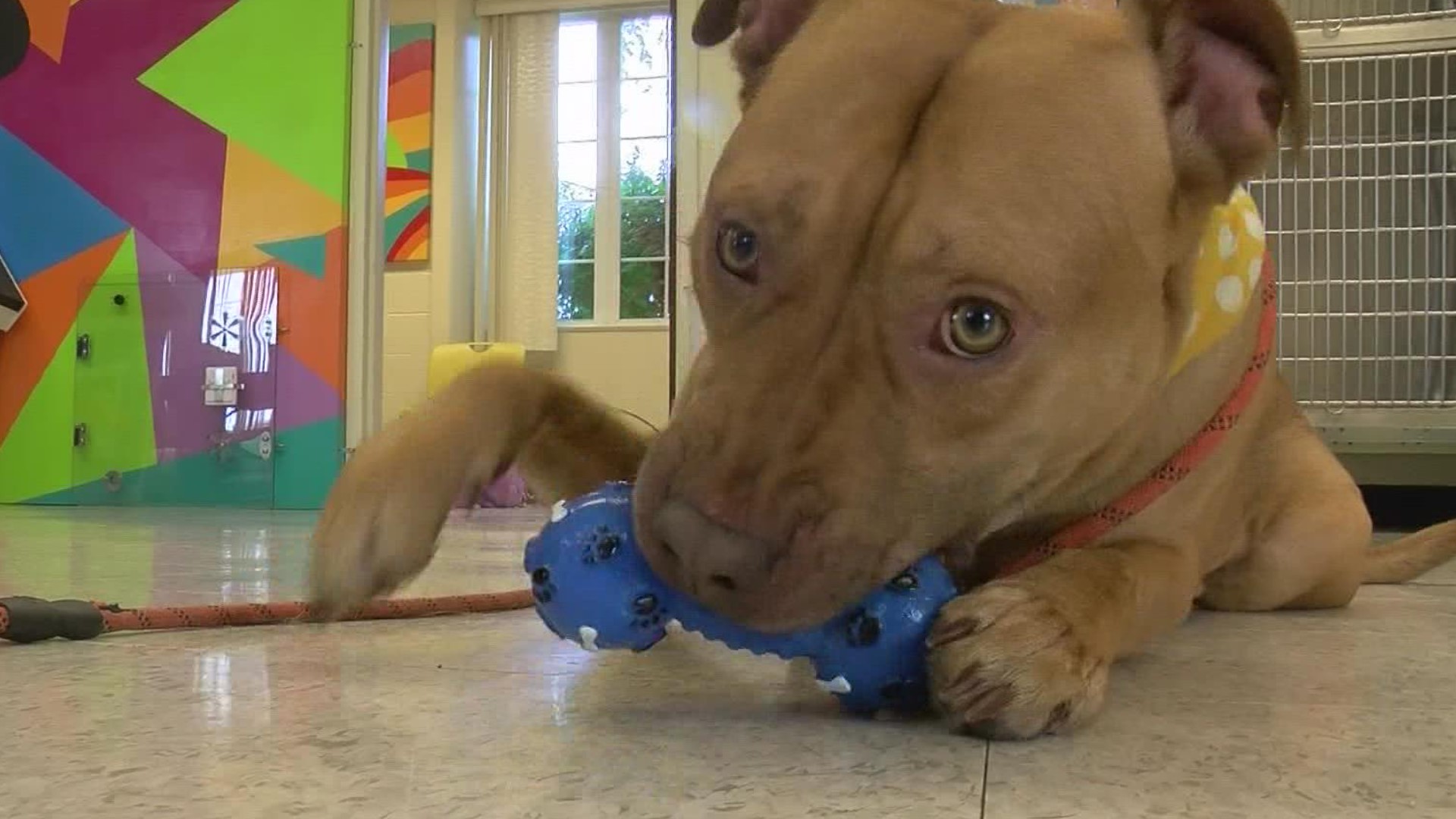The "Glass City Pitties" program by Lucas County Canine Care and Control will give a $150 incentive per dog to local rescues that take on more pit bulls for adoption