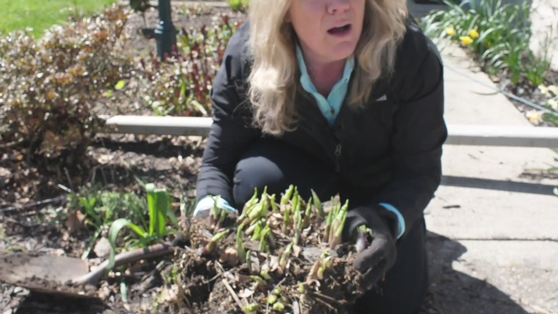 To cut or not to cut, that is the question and Kelly Heidbreder and Toledo Botanical Garden experts answer those questions!