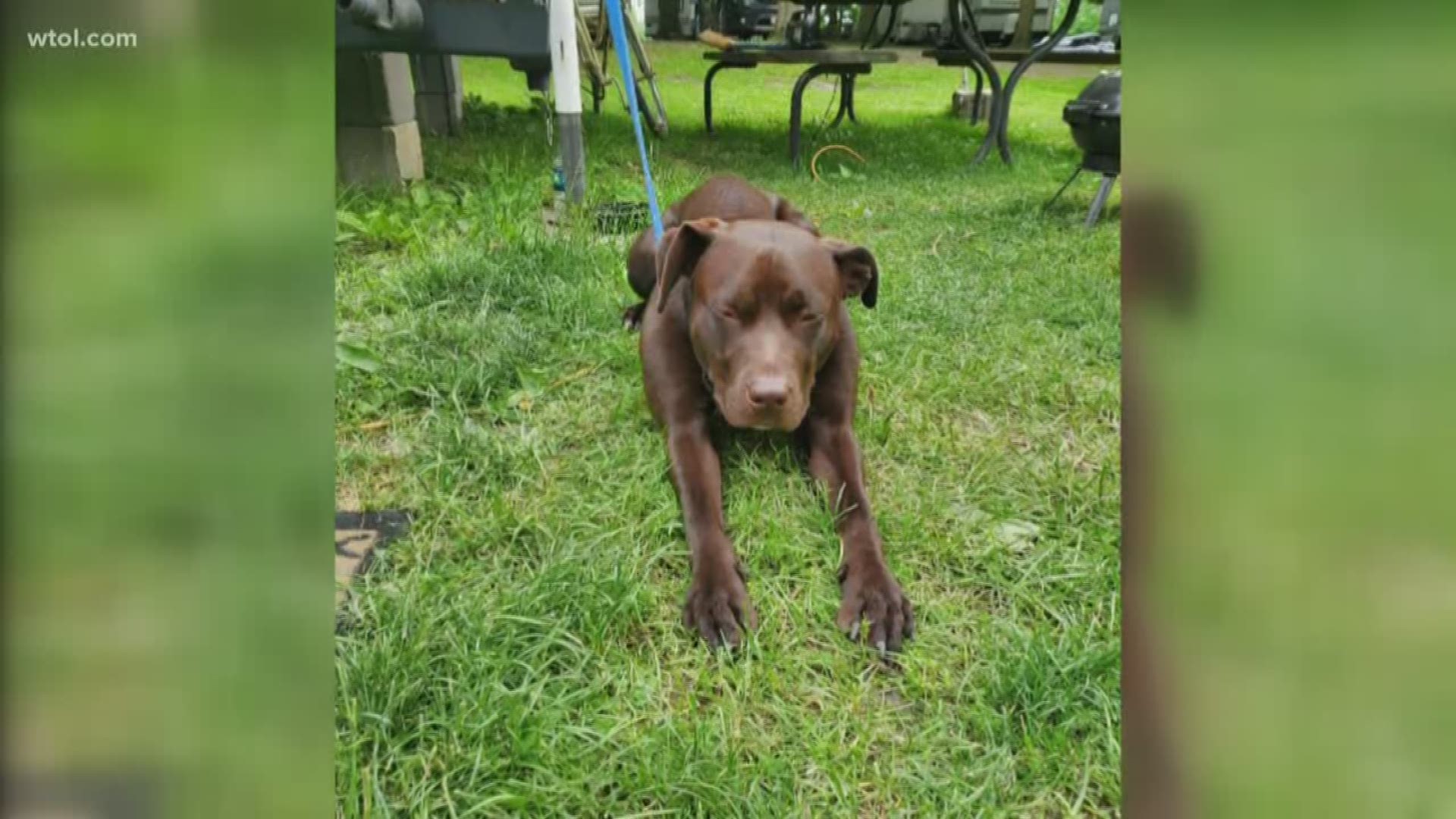 Heather Liechty says she was misled into surrendering her dog after her landlord demanded she remove the pit bull following an incident on the property.