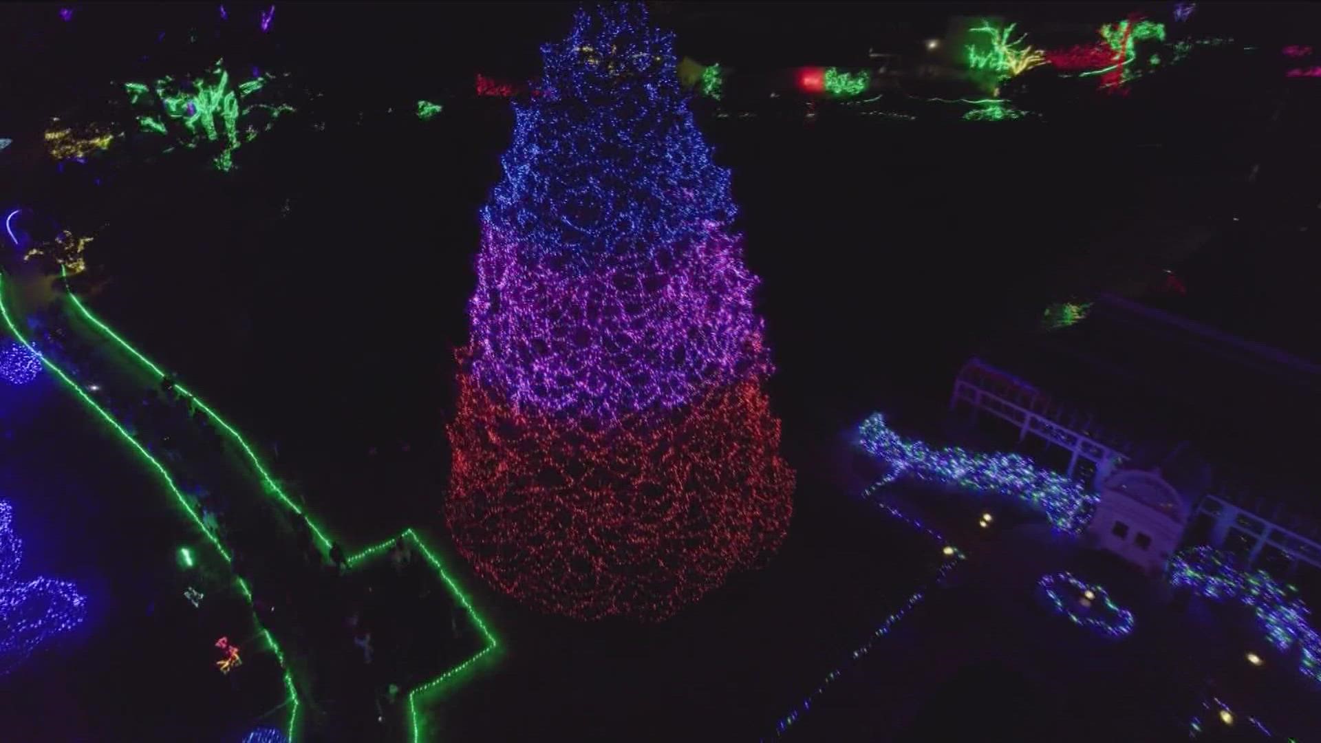 The Toledo Zoo will kick off its 37th Lights Before Christmas celebration with the ceremonial lighting of the 85-foot Norway Spruce at 6:10 p.m. on Friday.