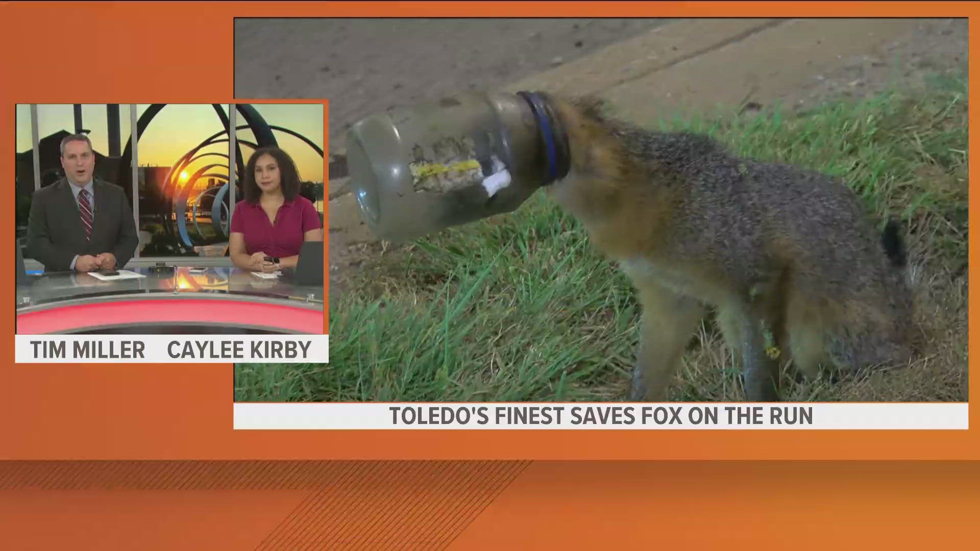 A fox was spotted roaming outside the WTOL studios with his head stuck in a jar. Toledo police were eventually able to loosen the fox's head and set him free.